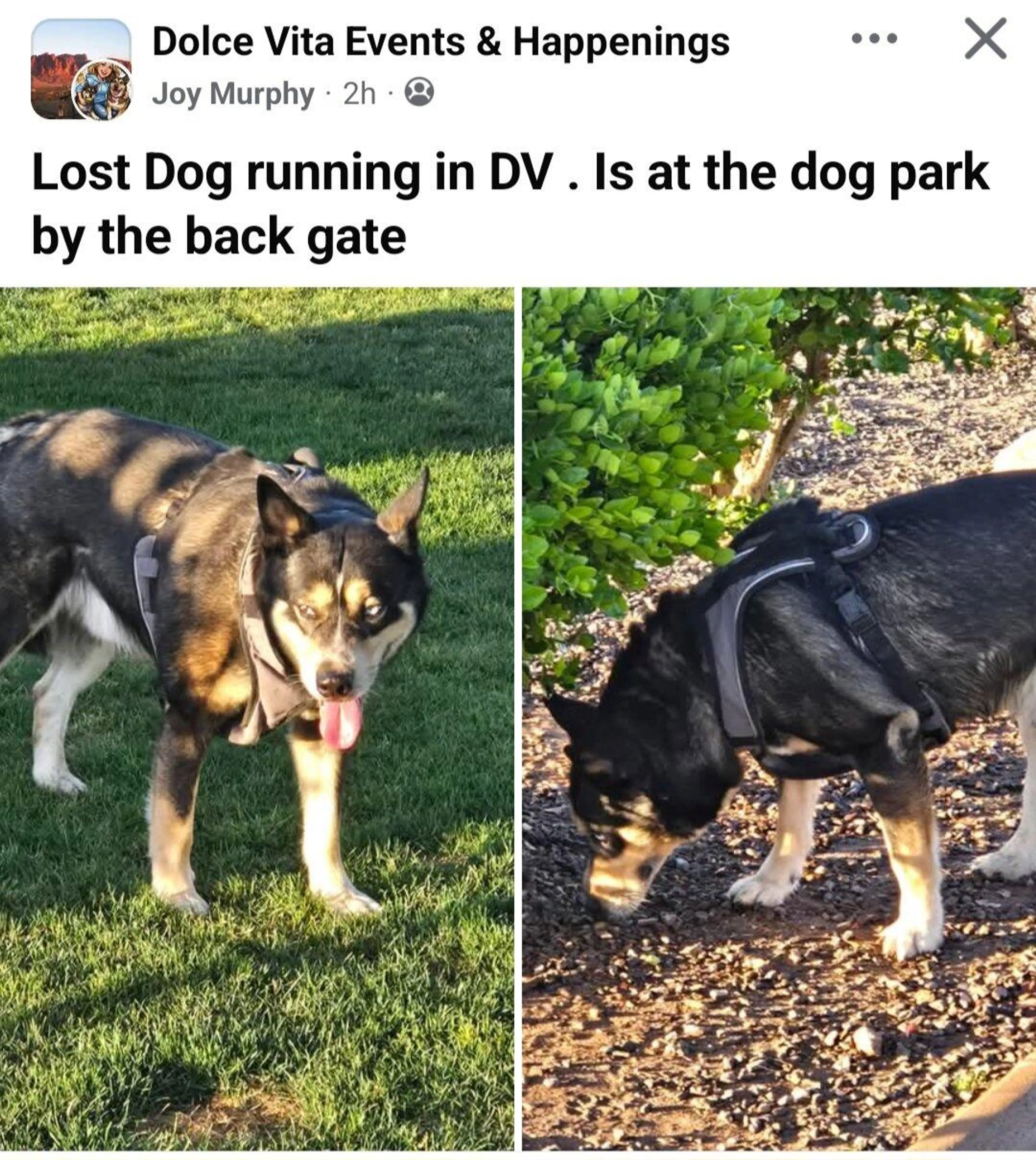 Found pet
