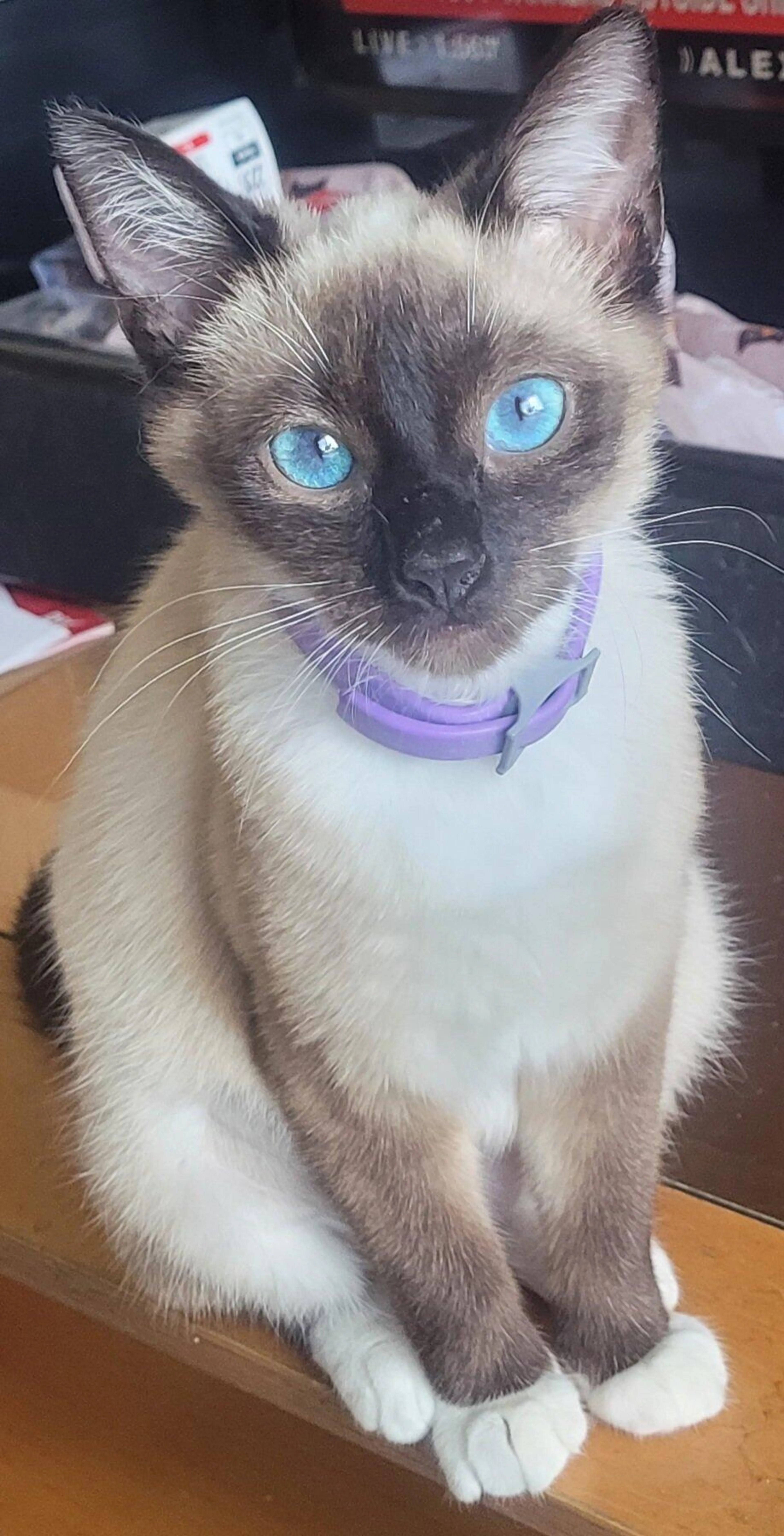 Lost pet