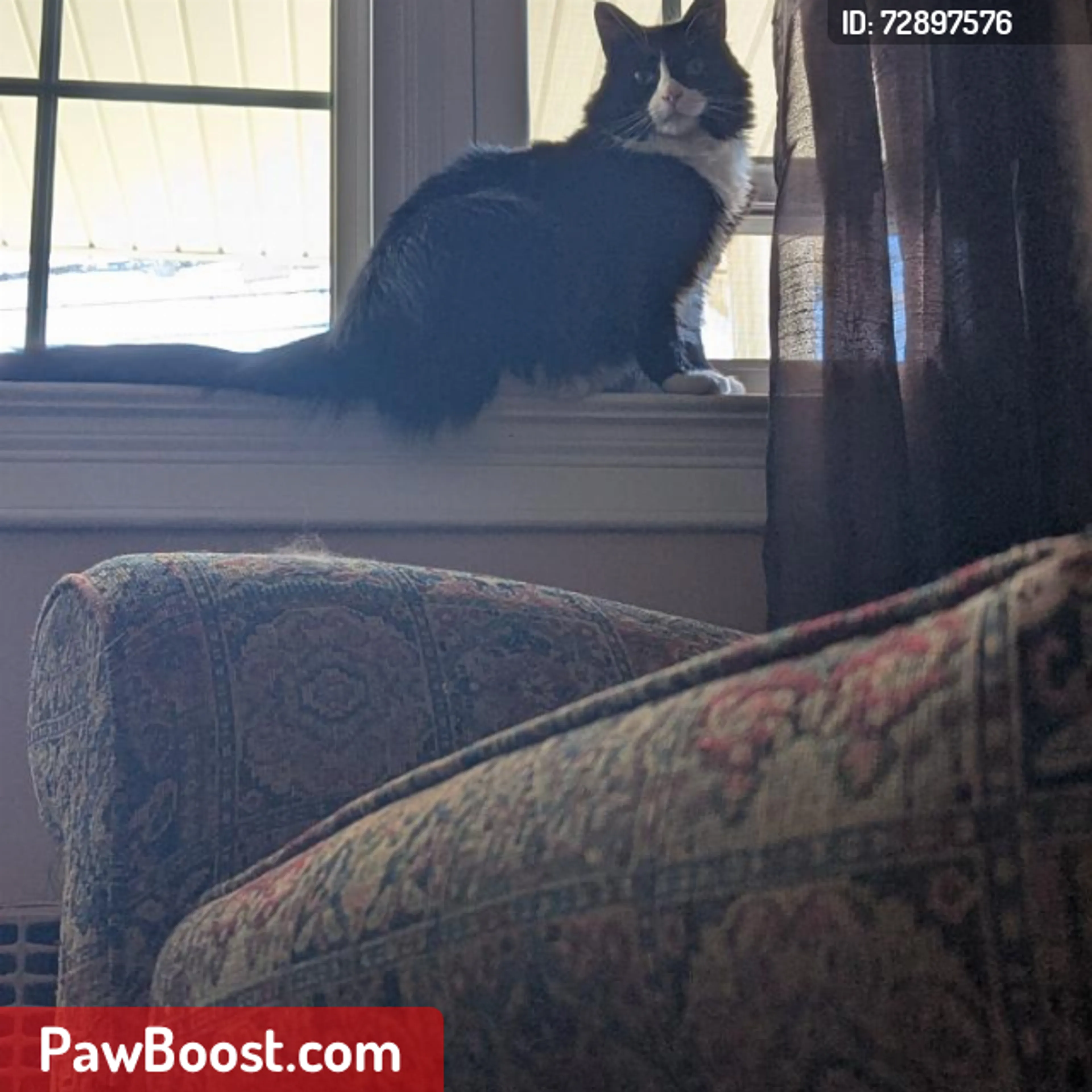 Lost pet