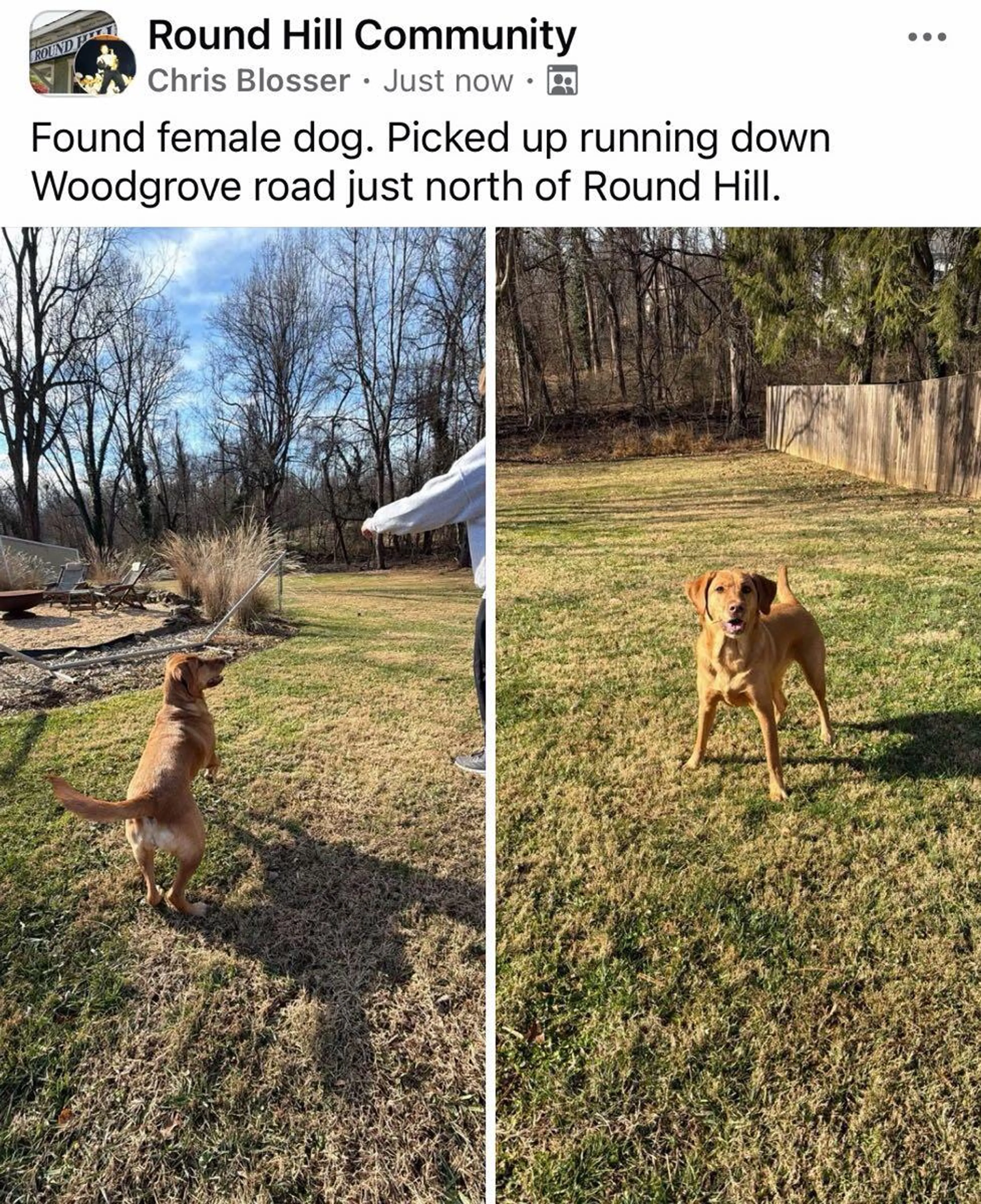 Found pet