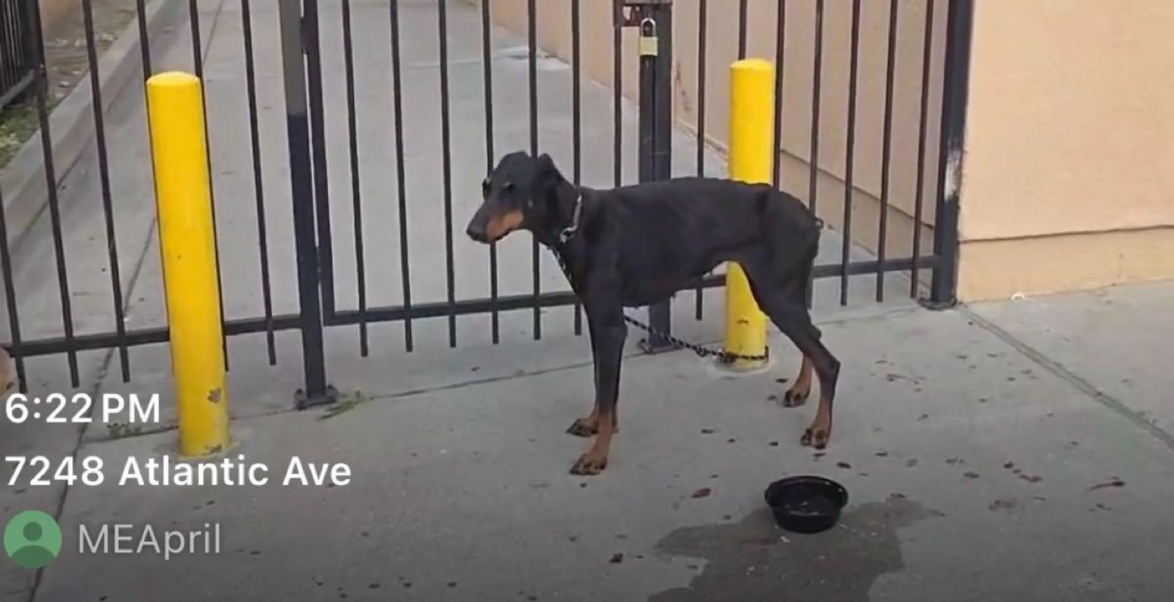 Found pet
