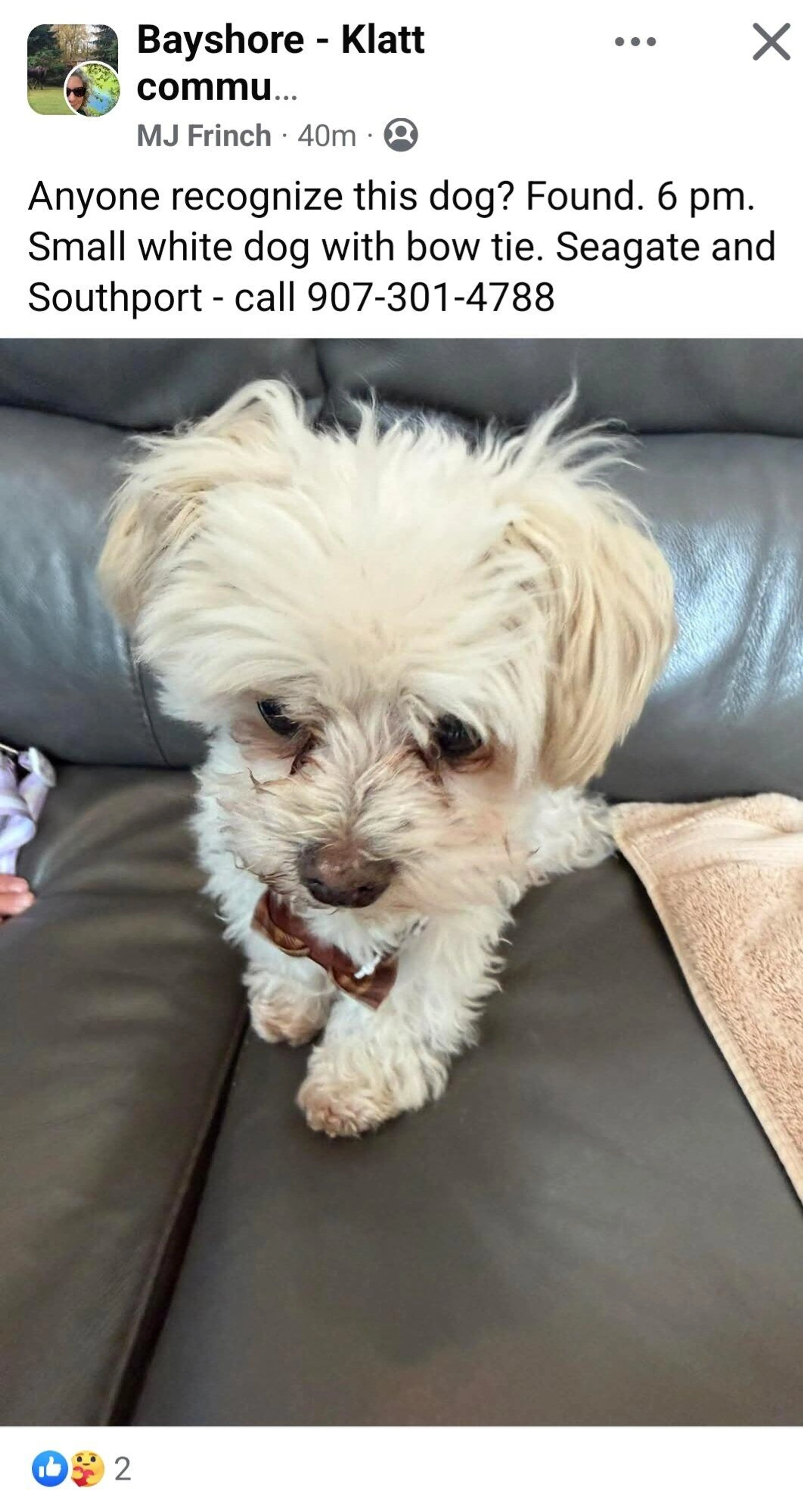 Found pet