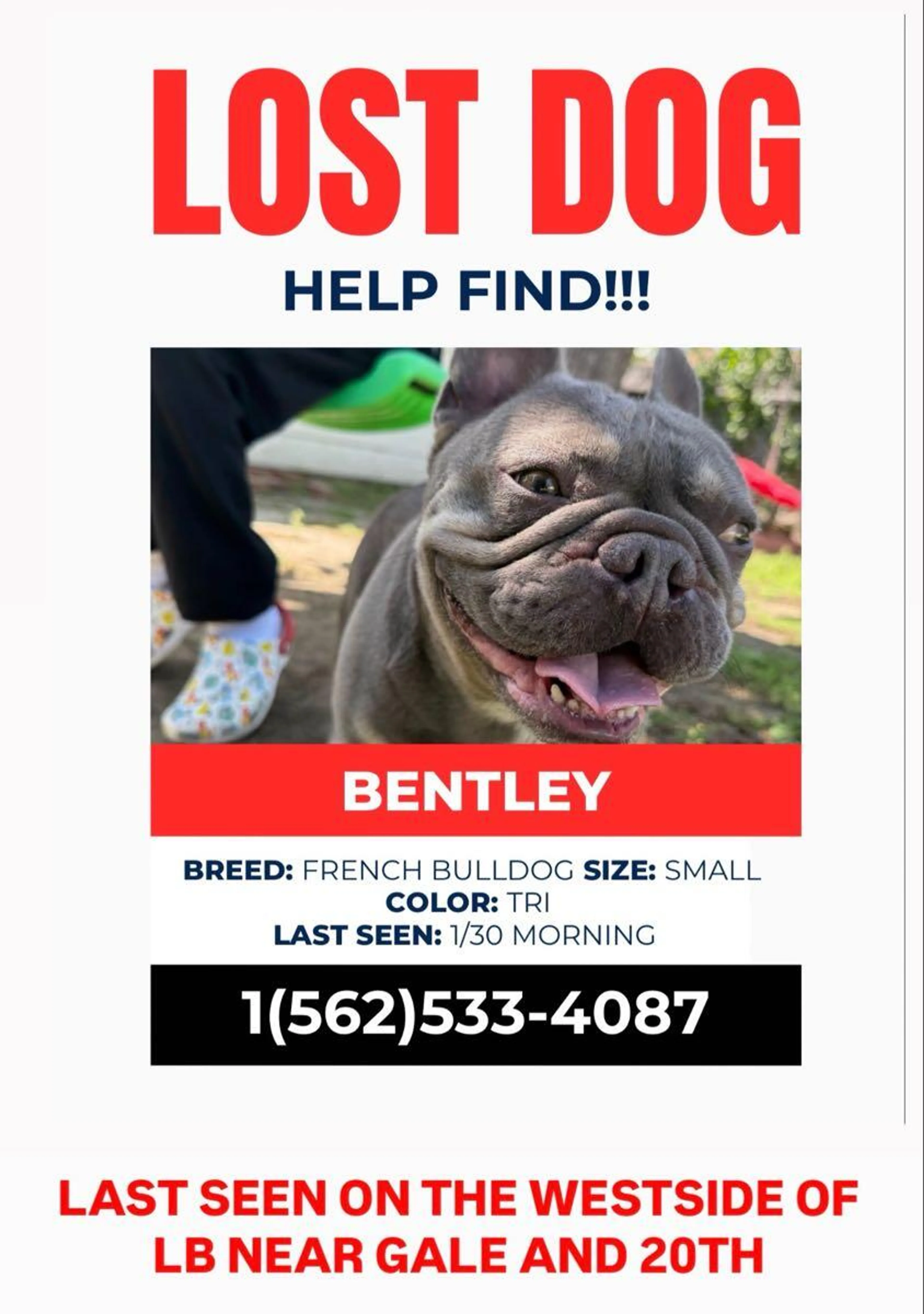 Lost pet