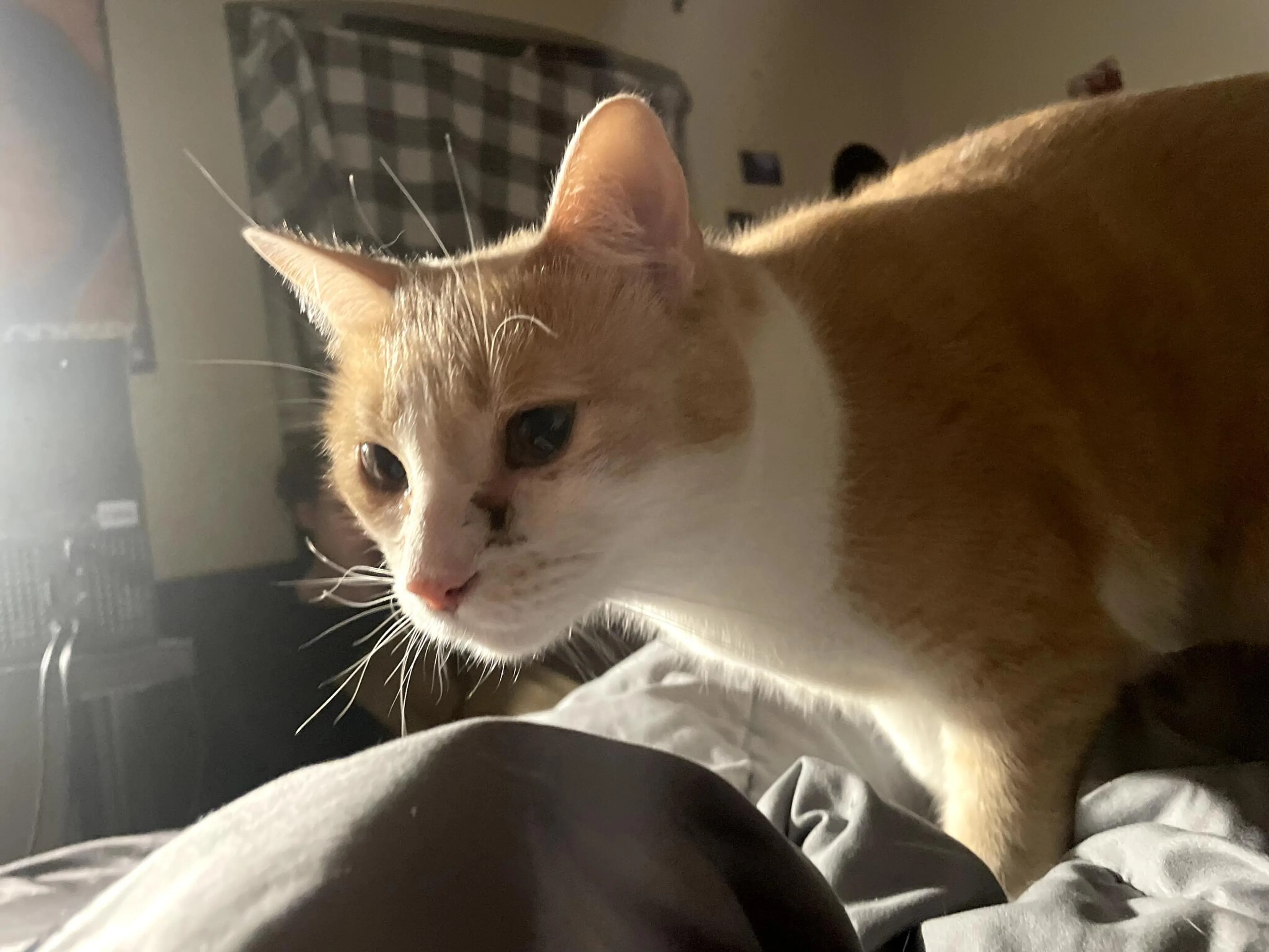 Lost pet