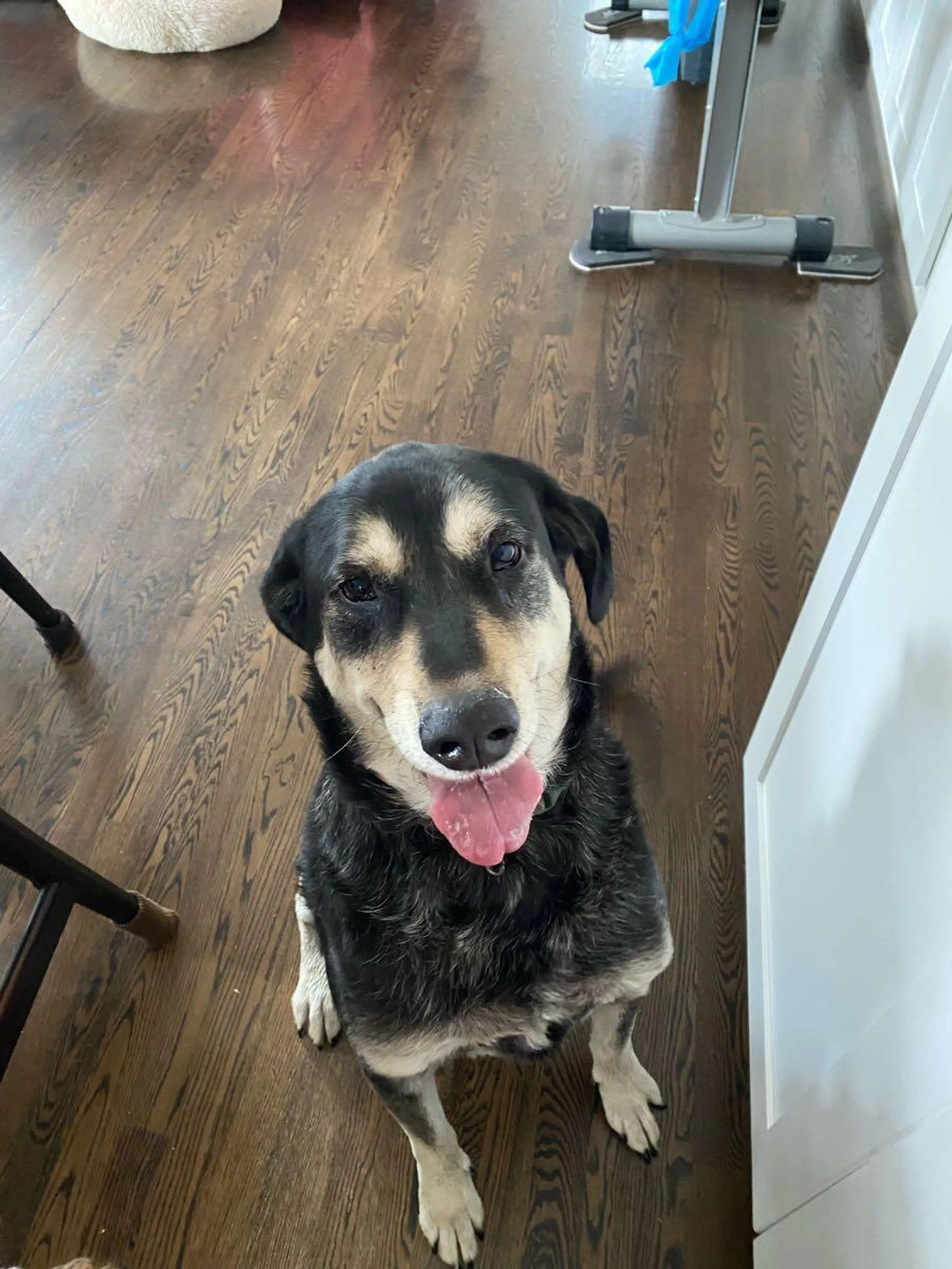Found pet