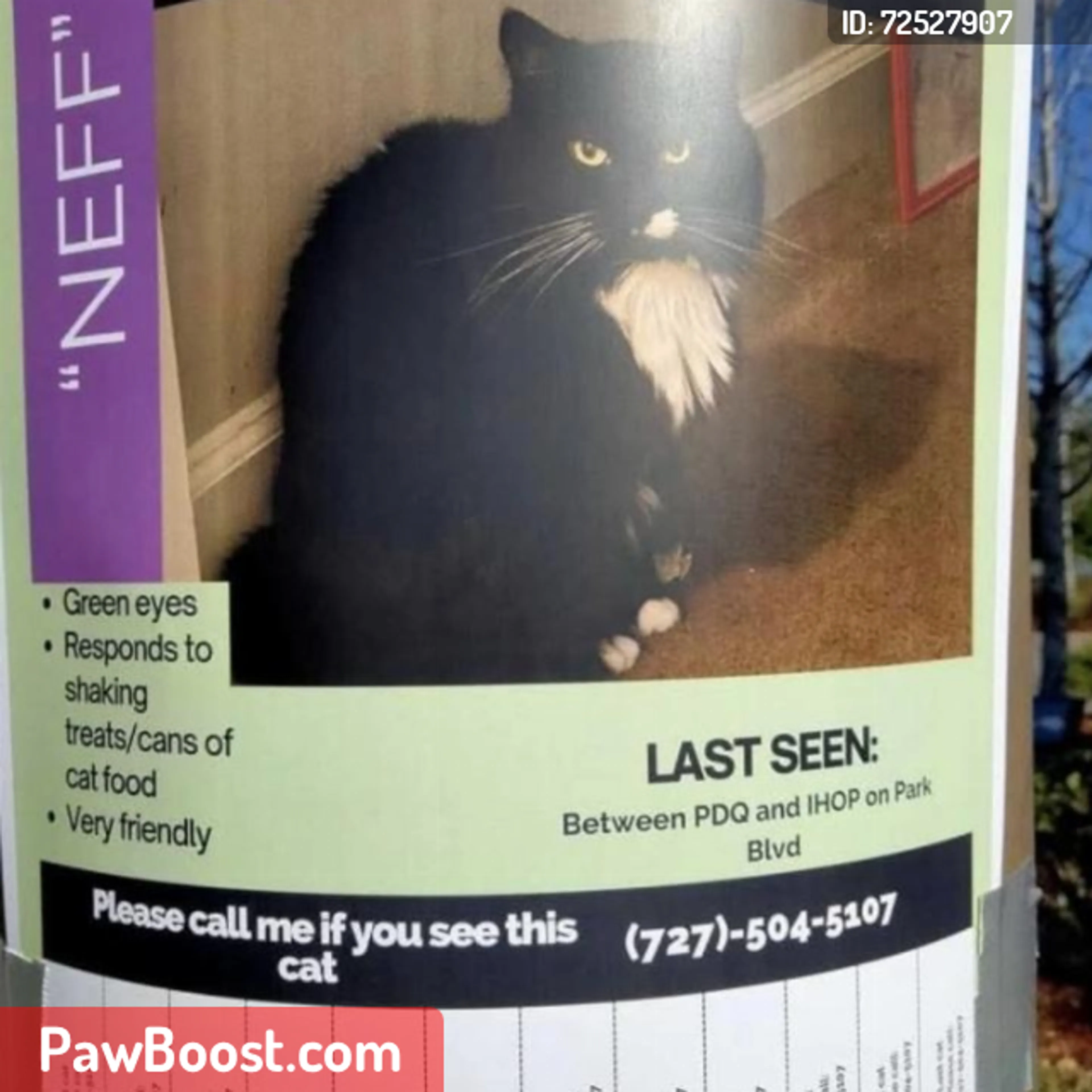 Lost pet
