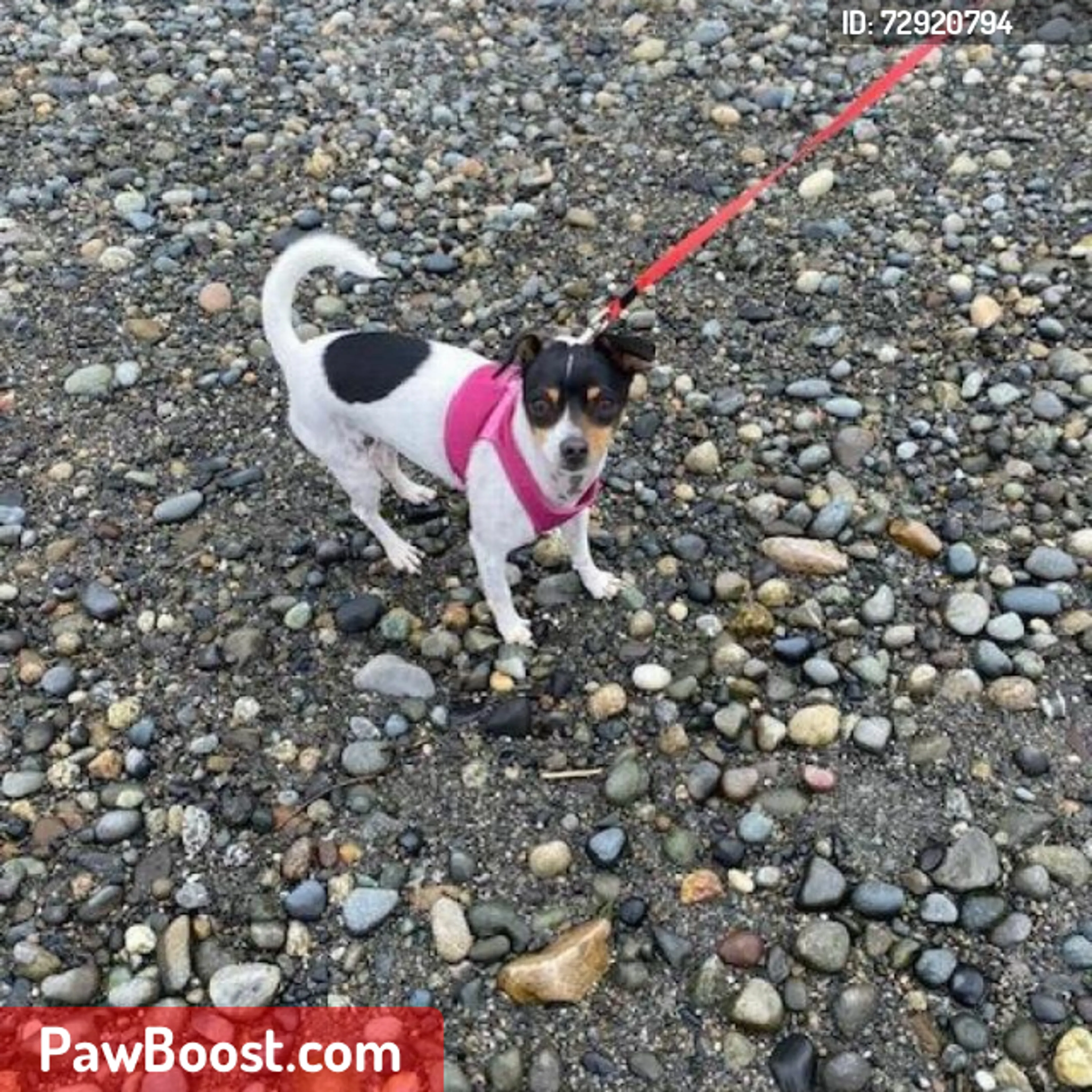 Lost pet