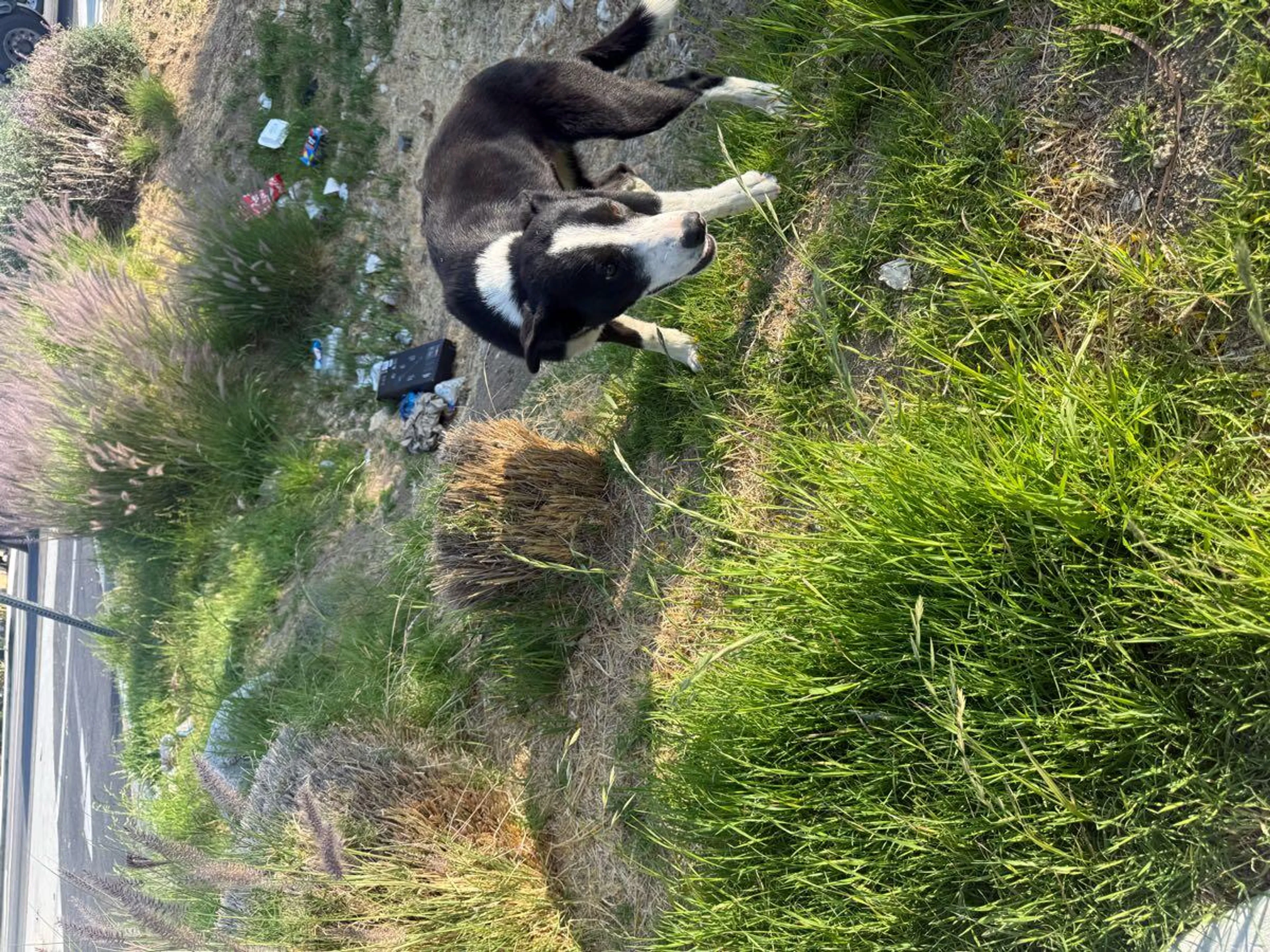 Found pet