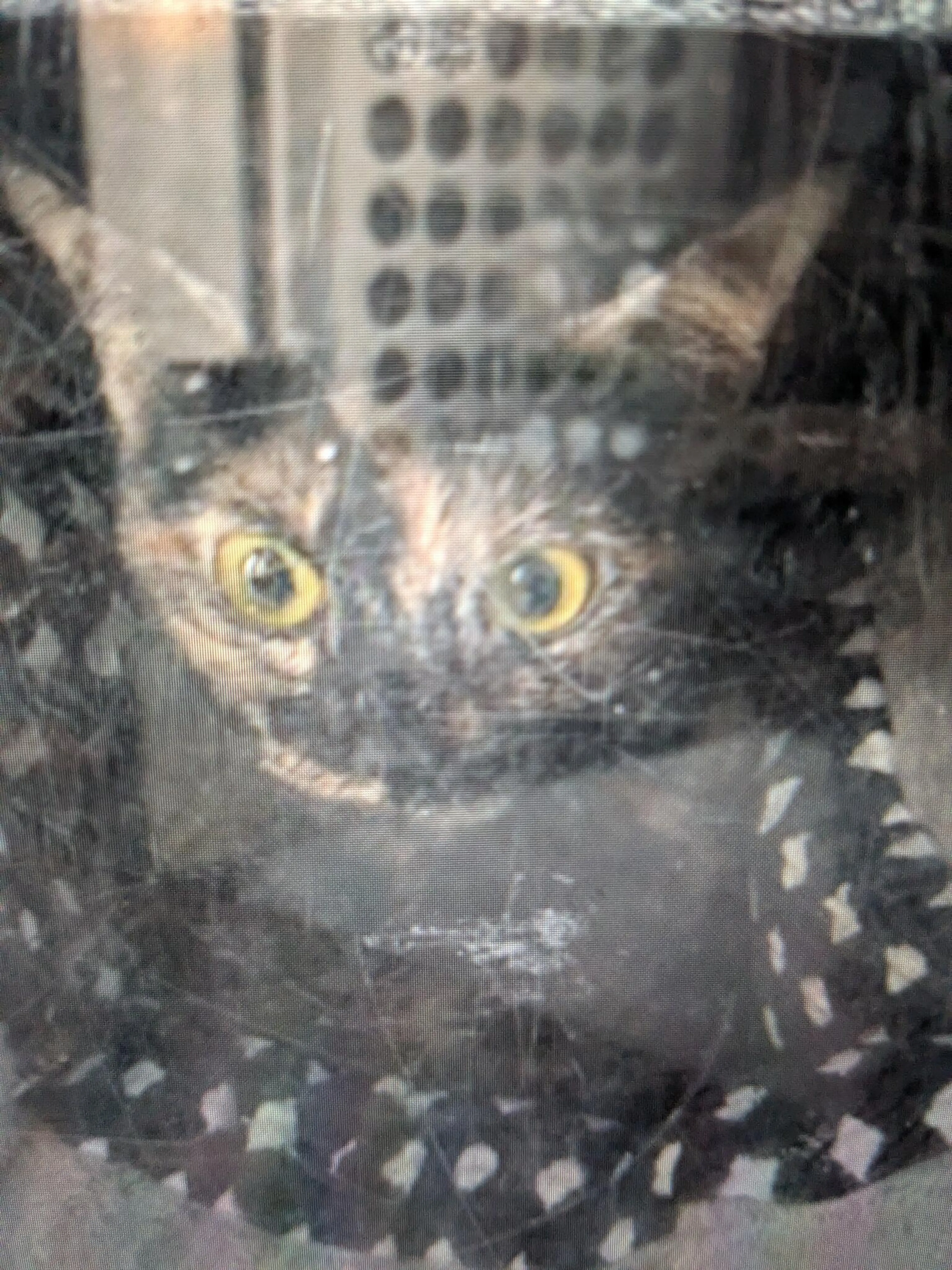 Found pet