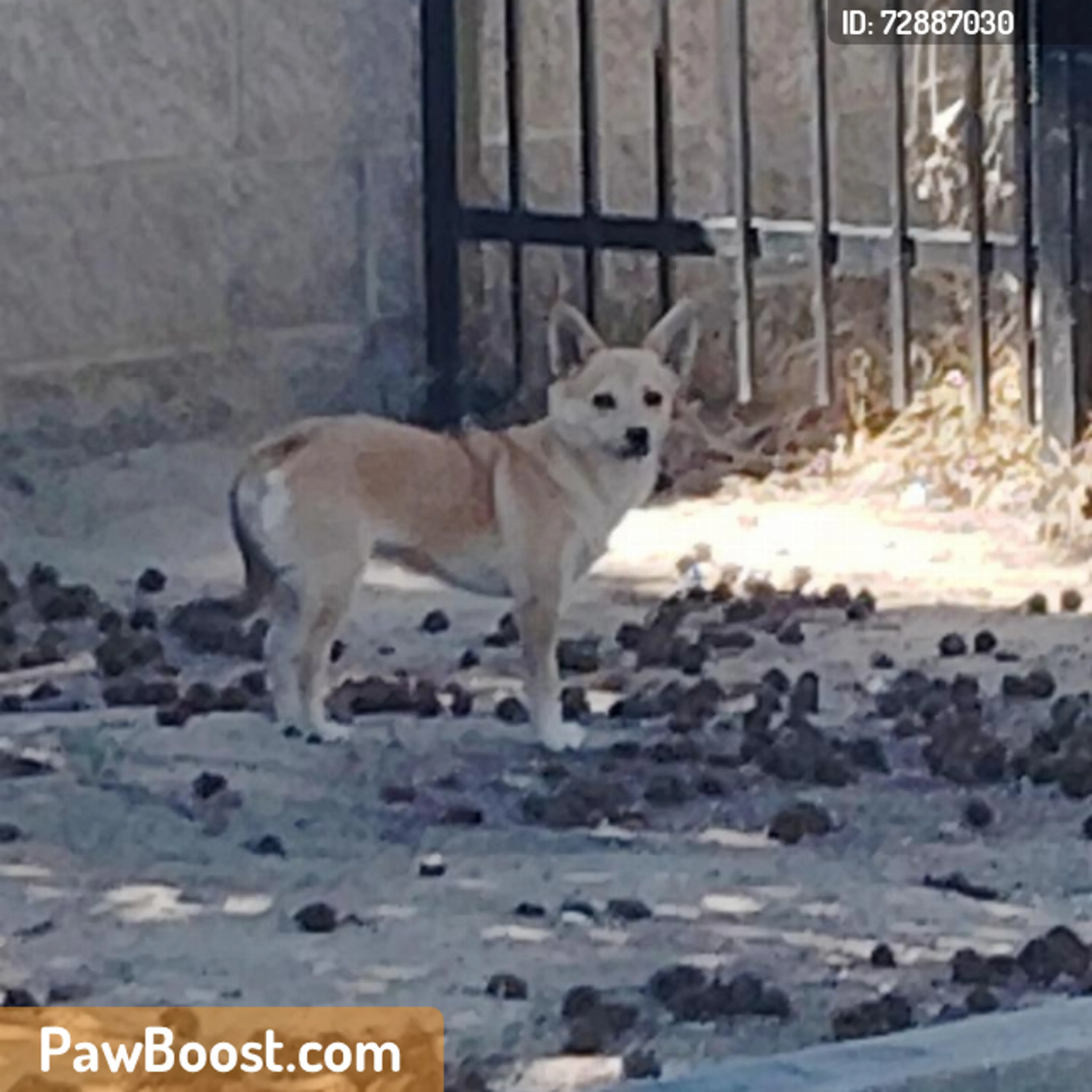 Found pet
