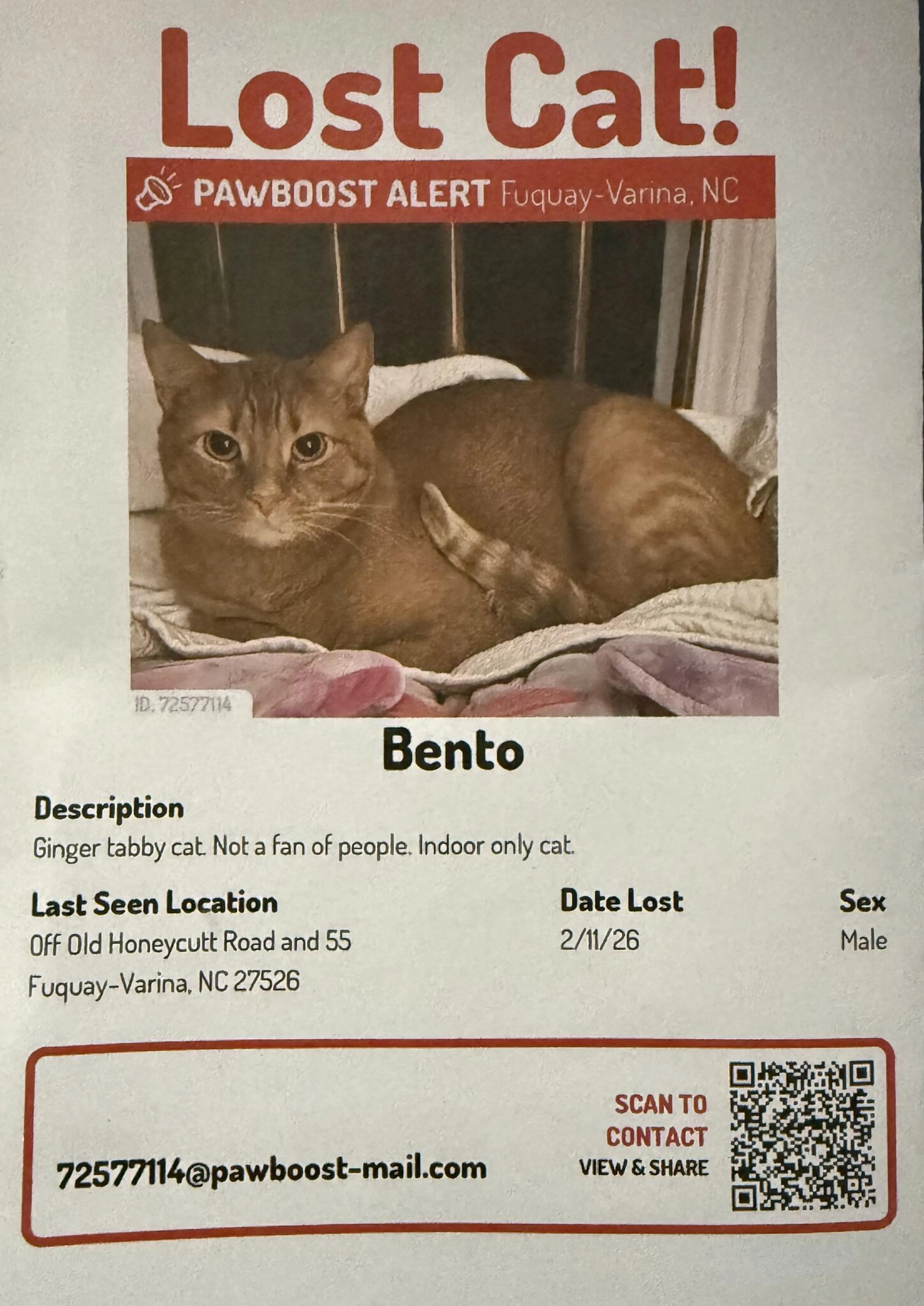 Lost pet
