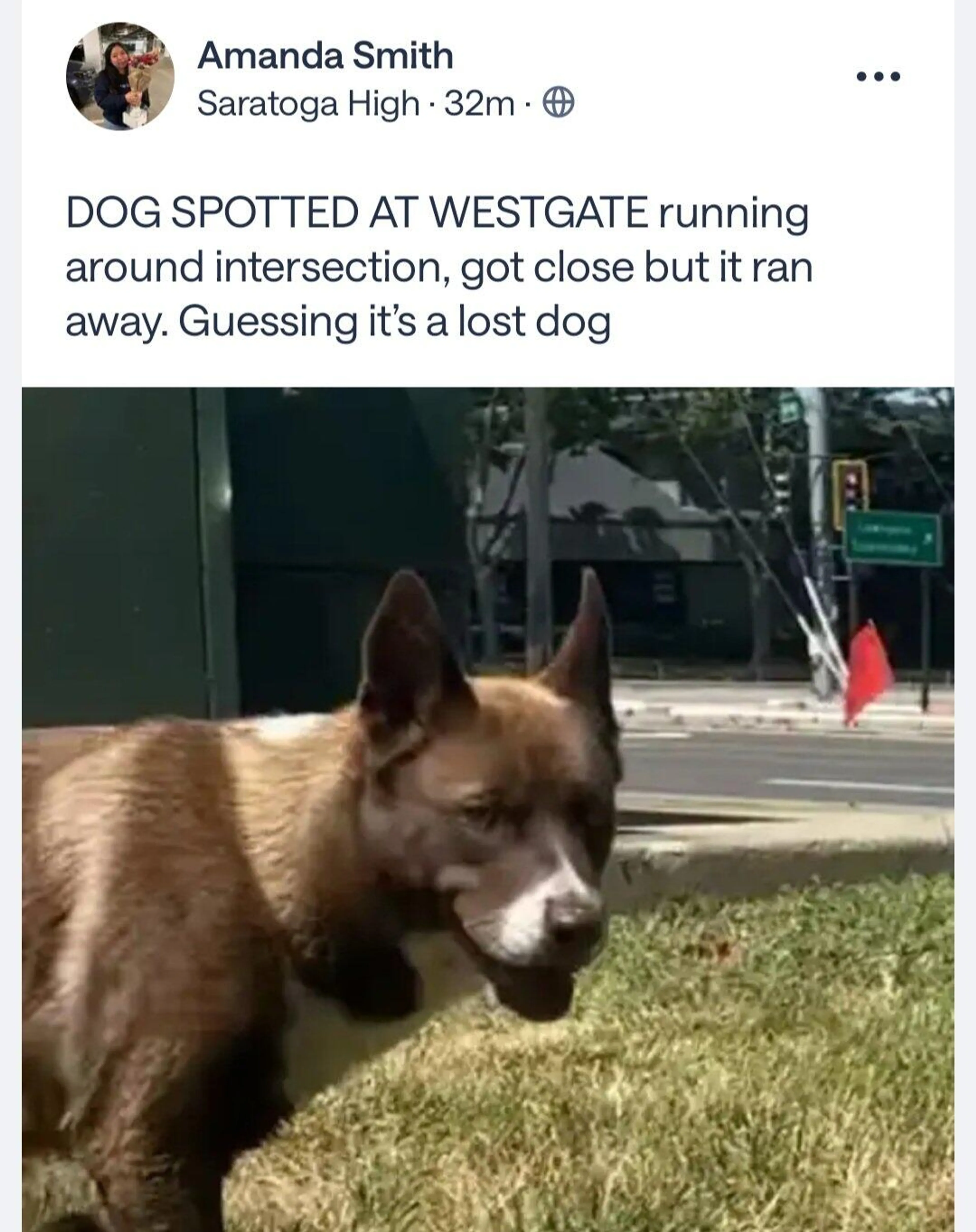 Found pet