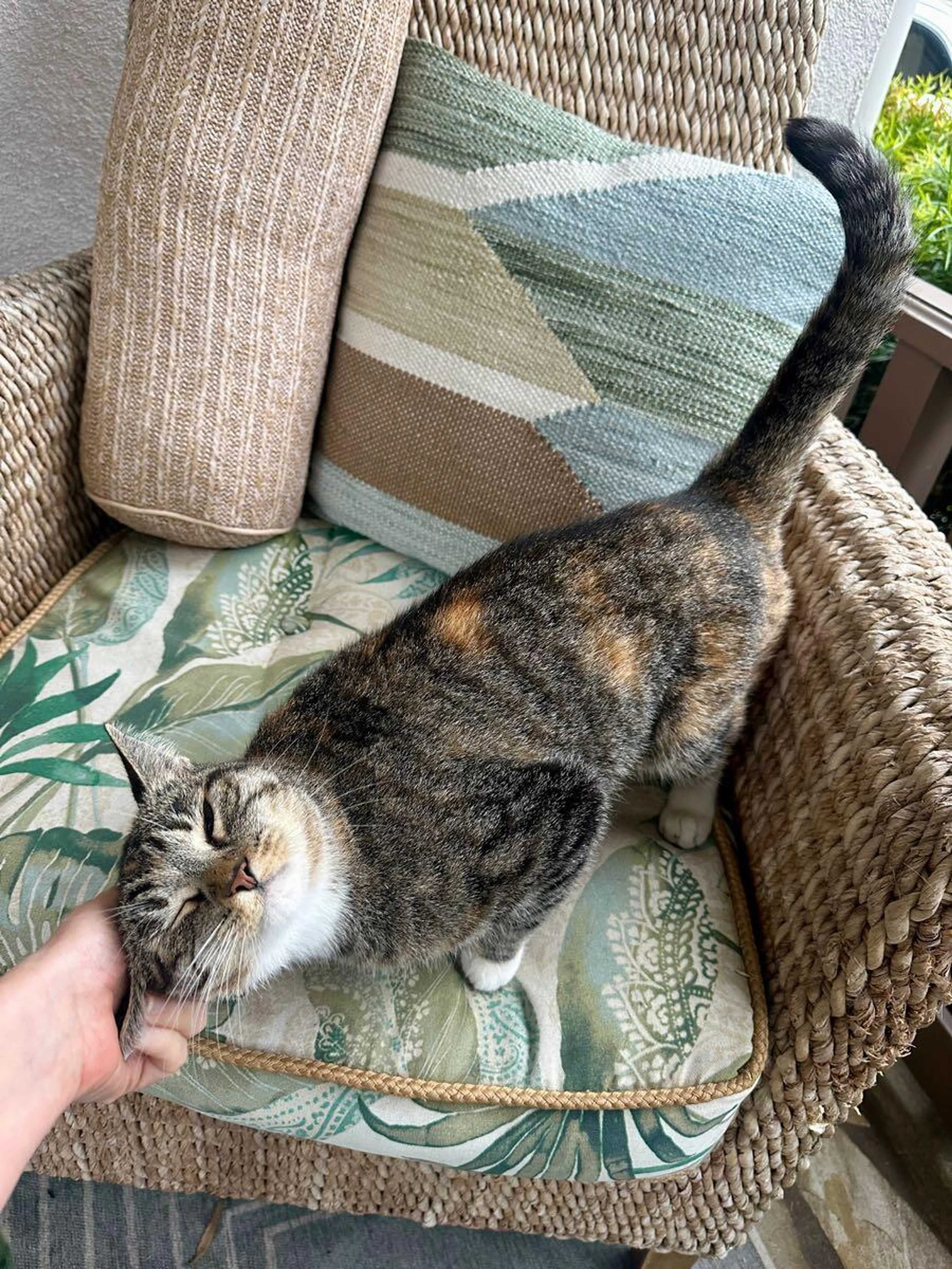 Found pet