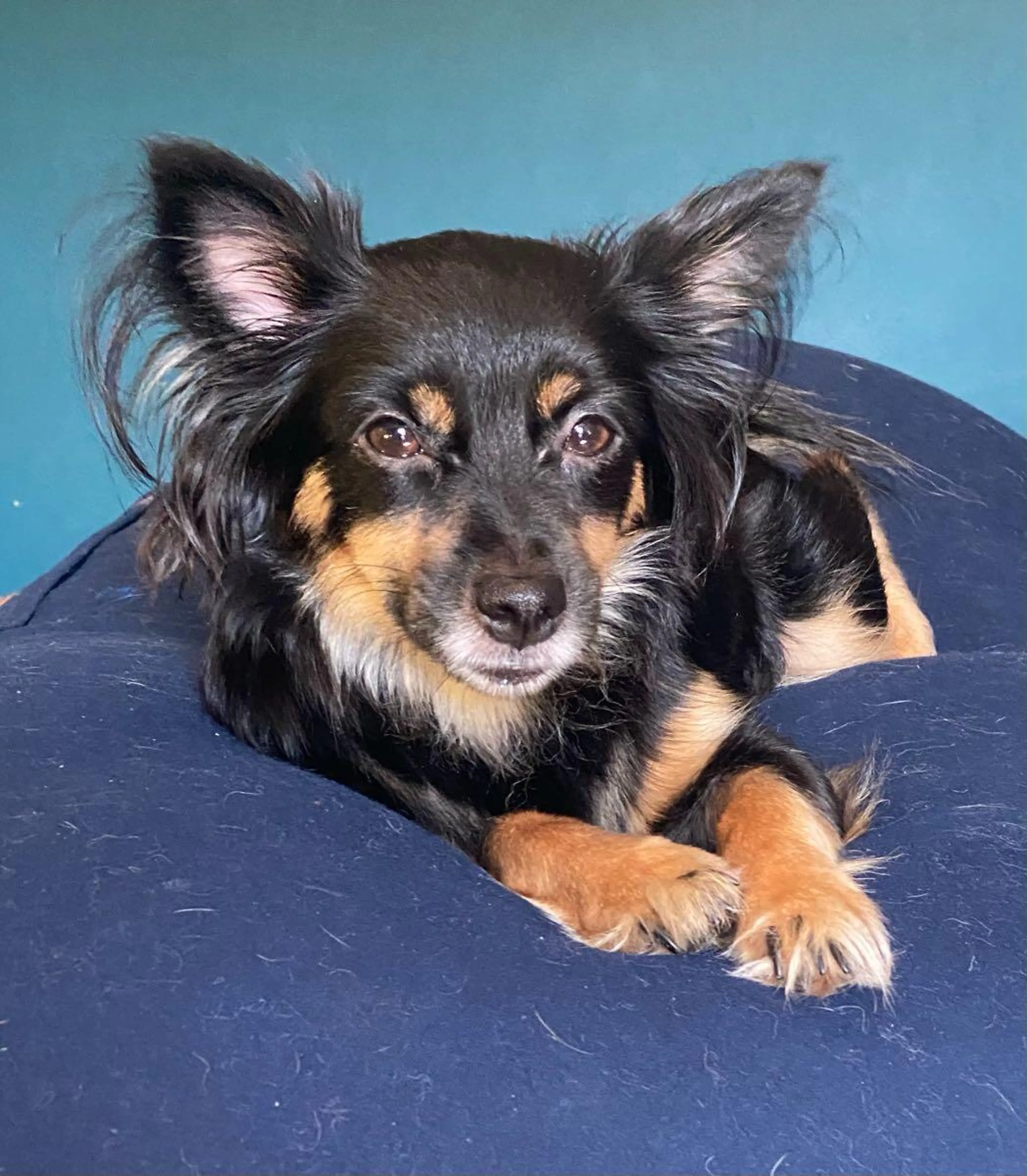 Lost pet