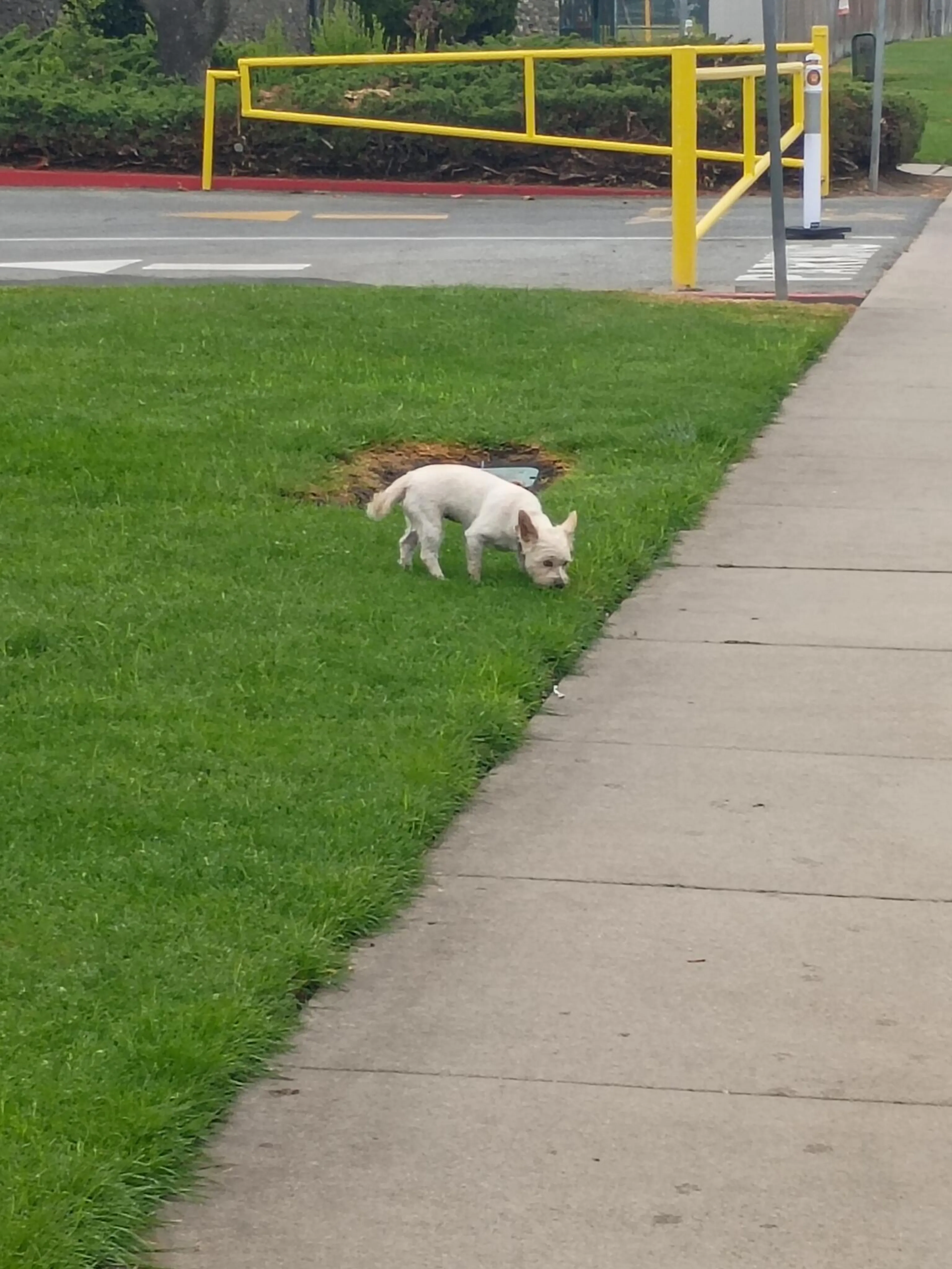 Found pet