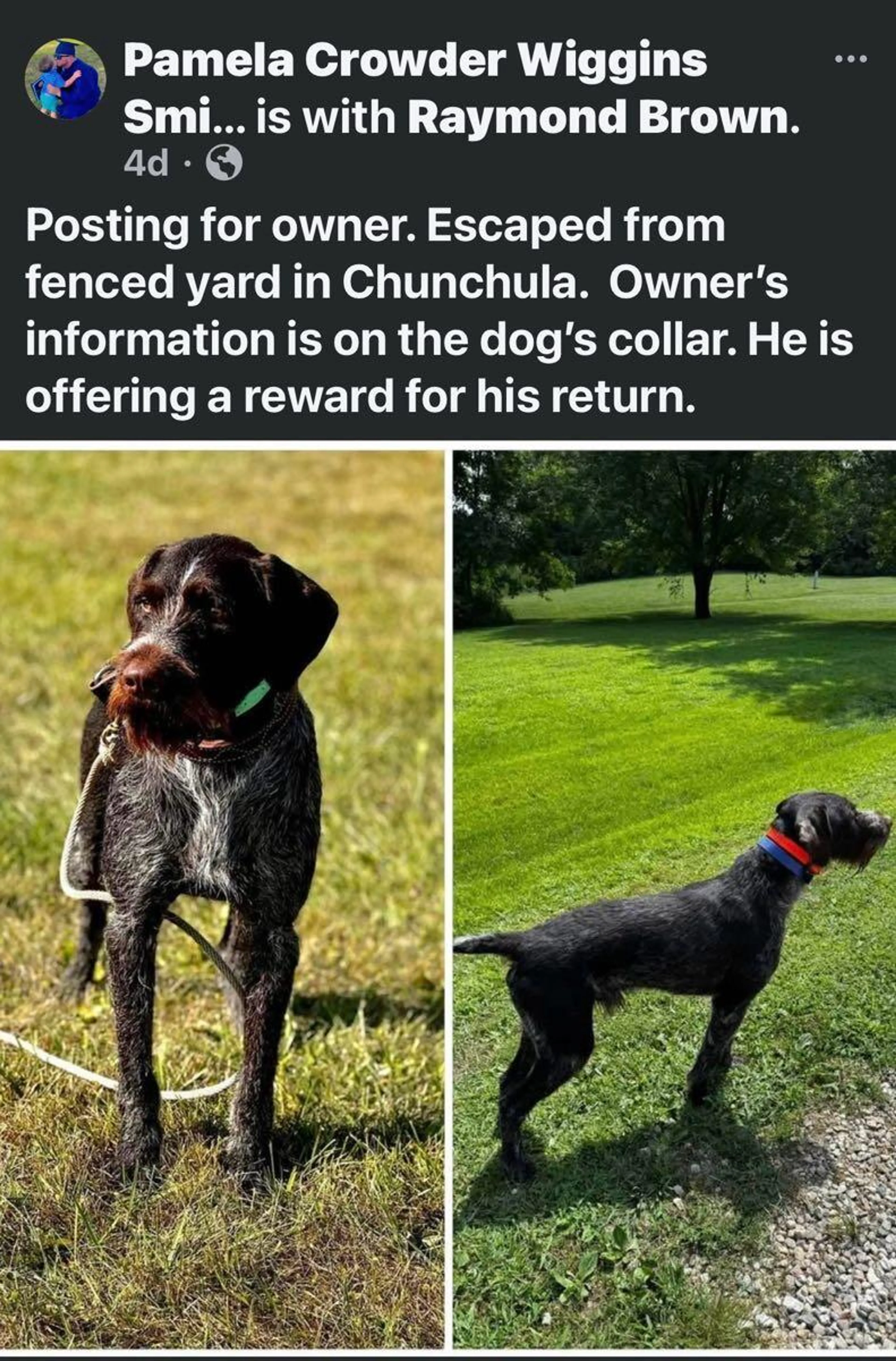 Found pet