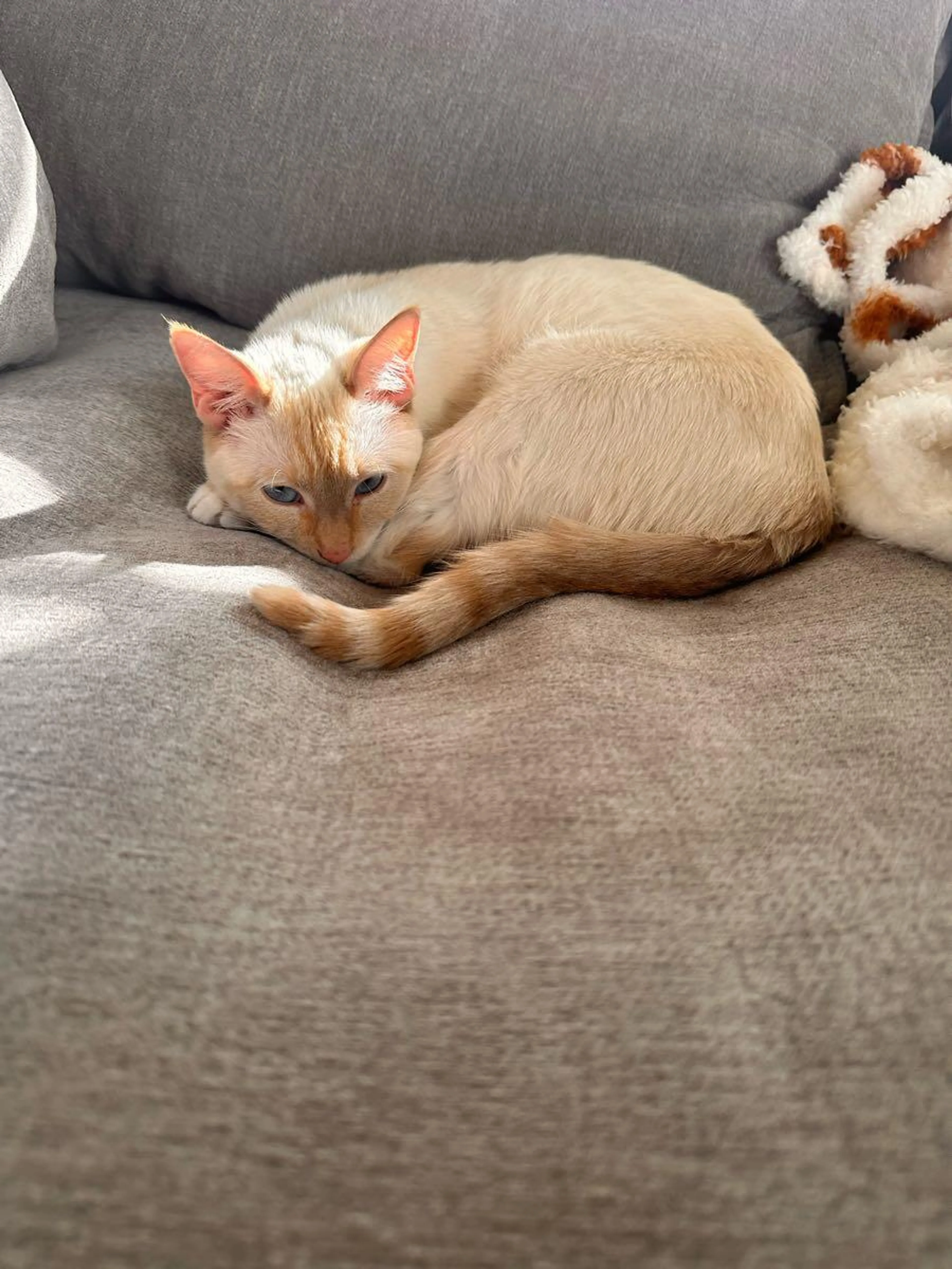 Lost pet