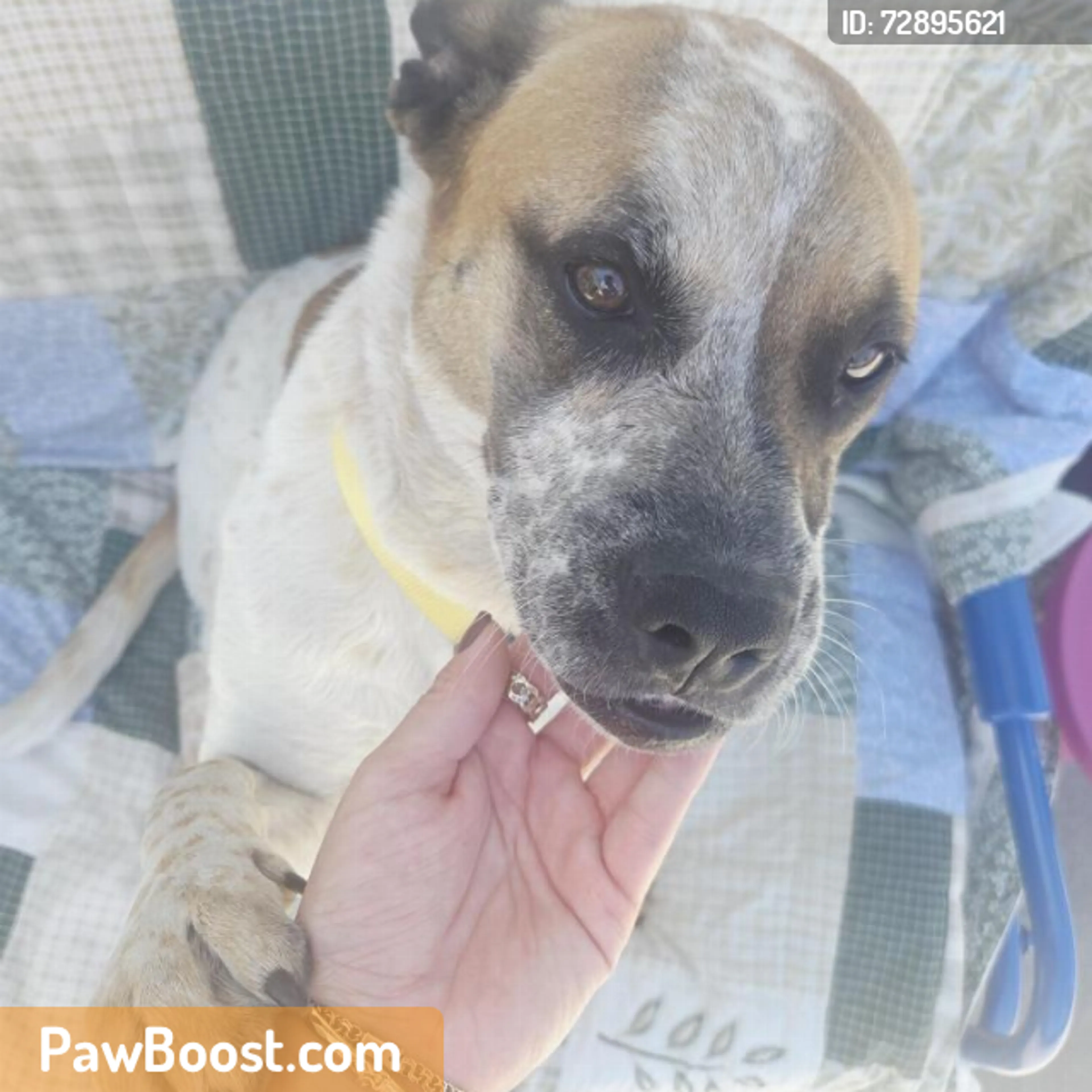 Found pet