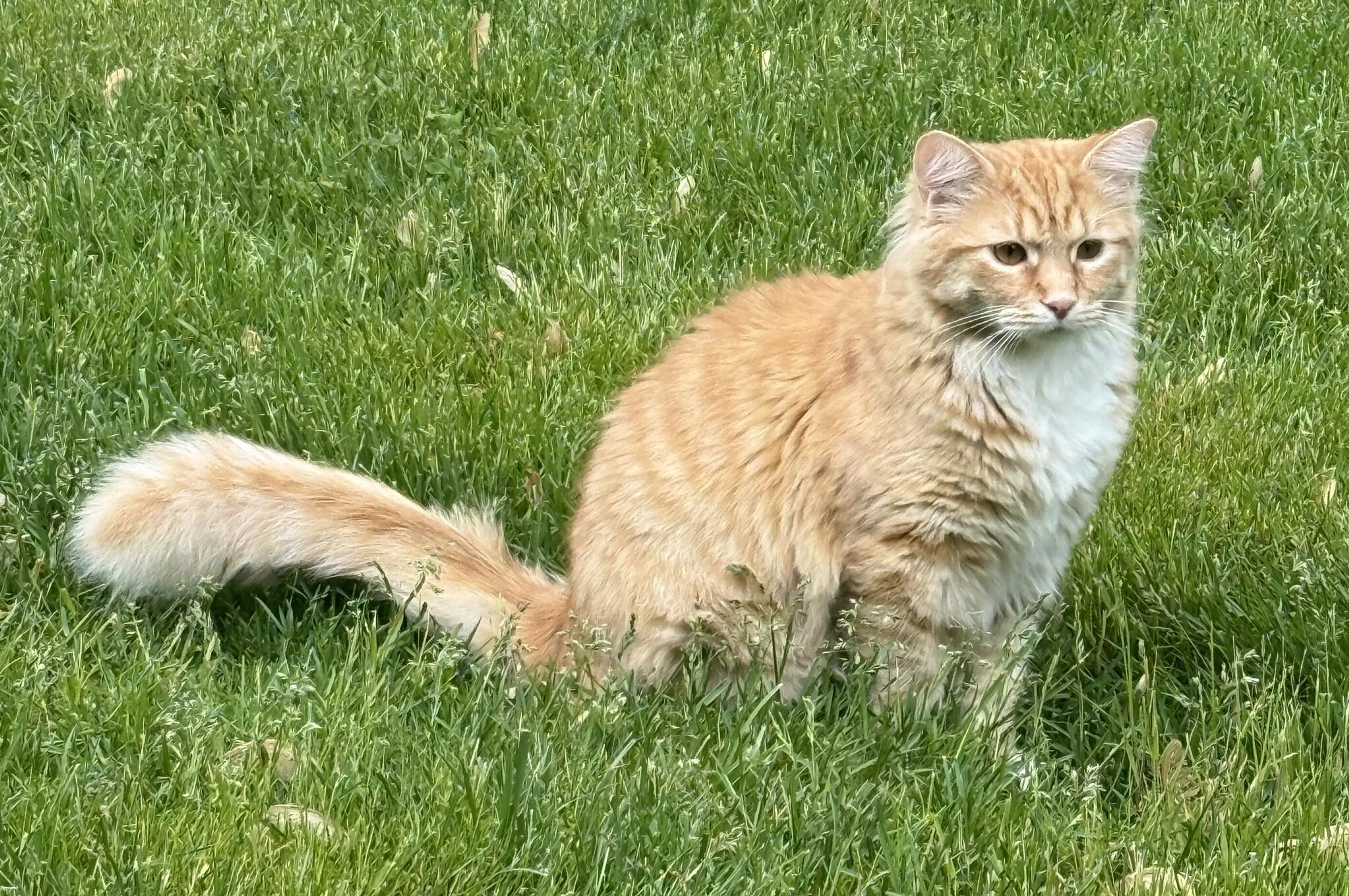 Lost pet