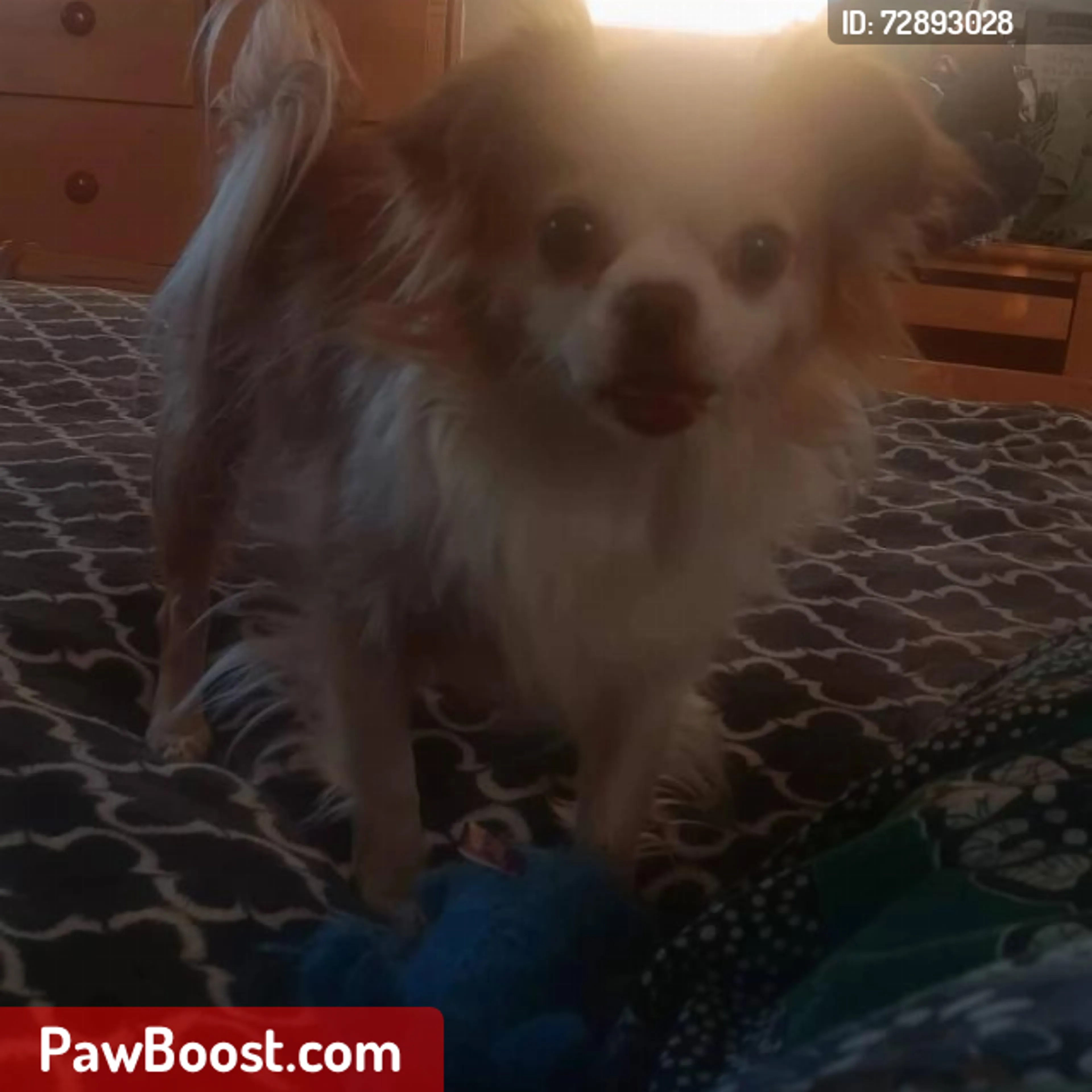 Lost pet