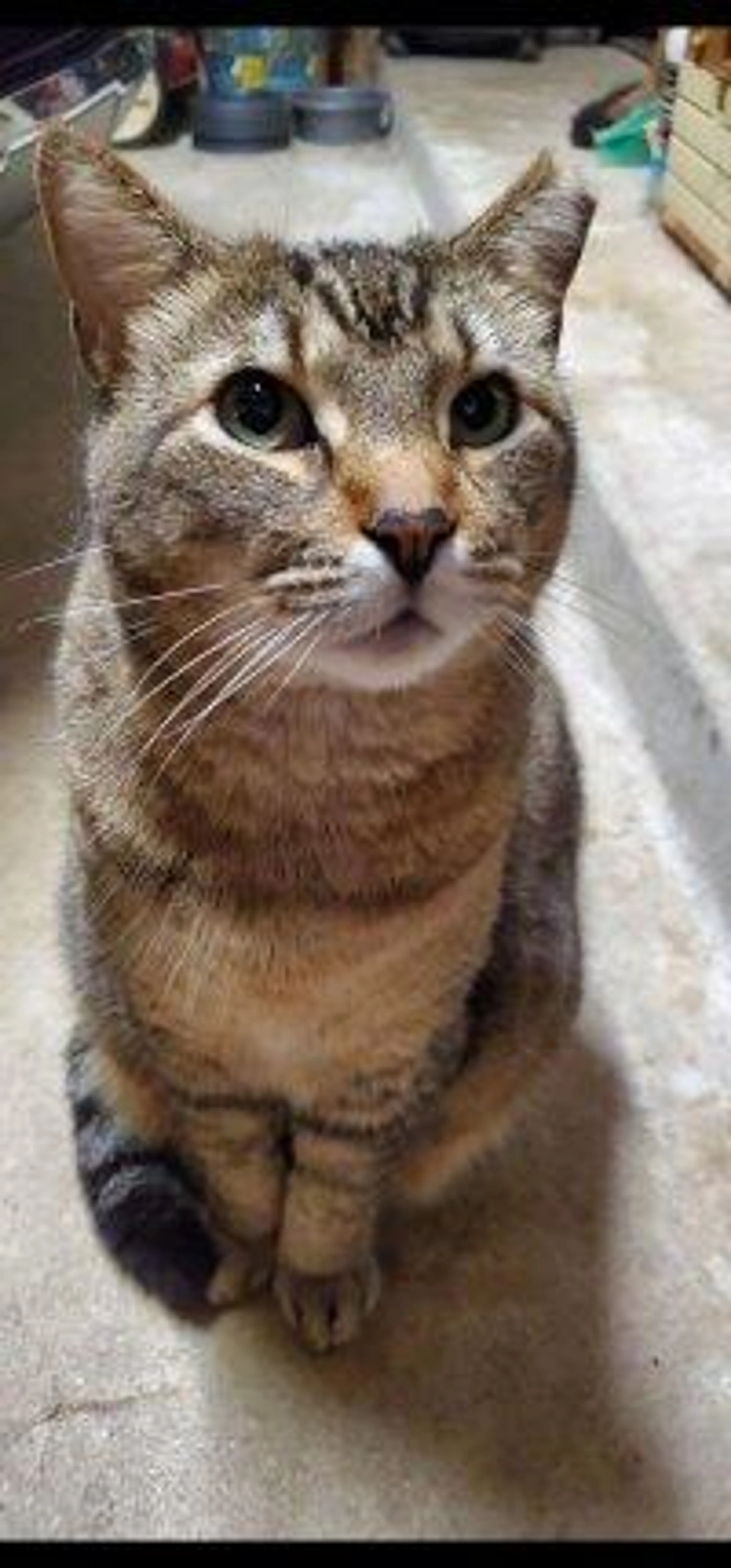 Lost pet