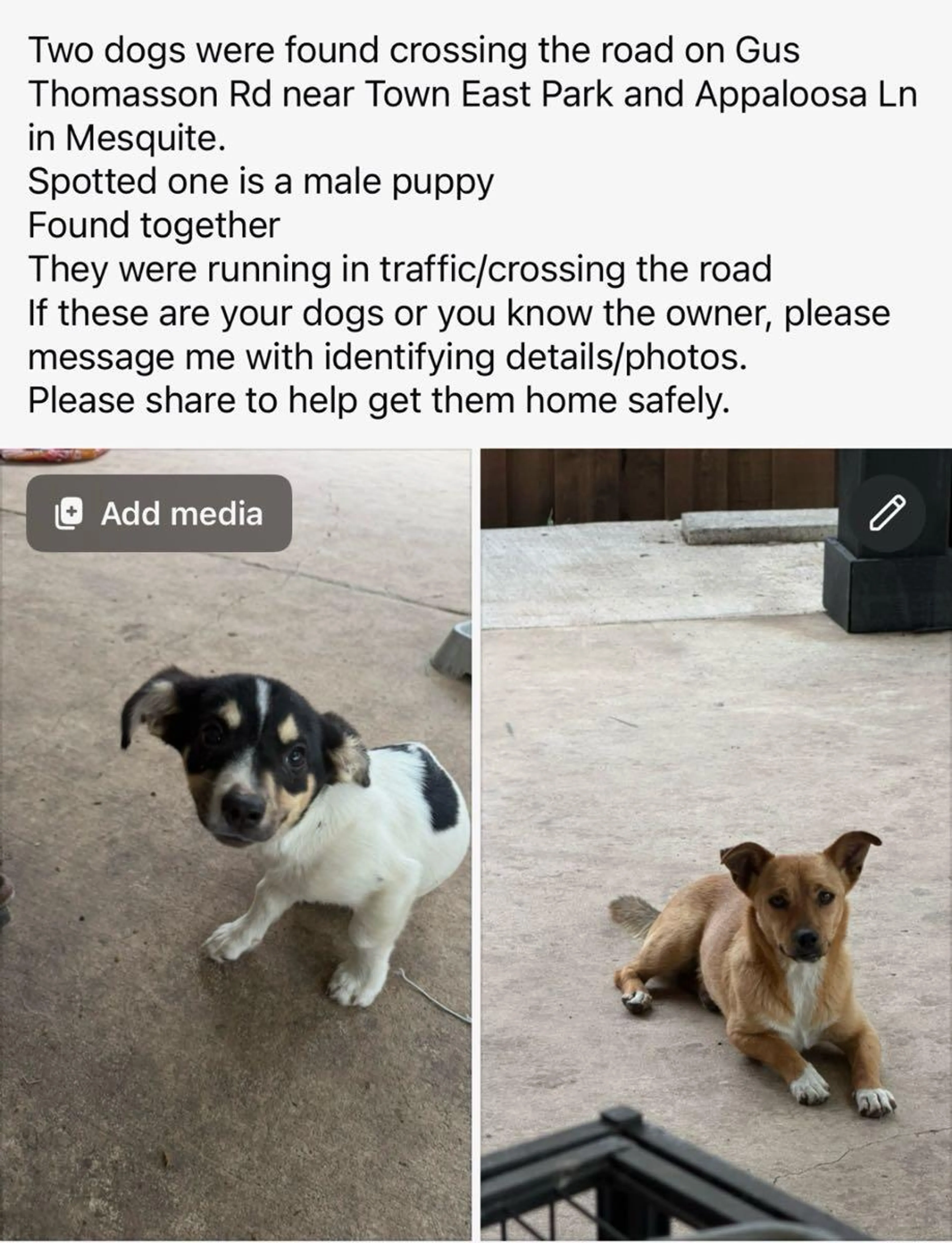 Found pet