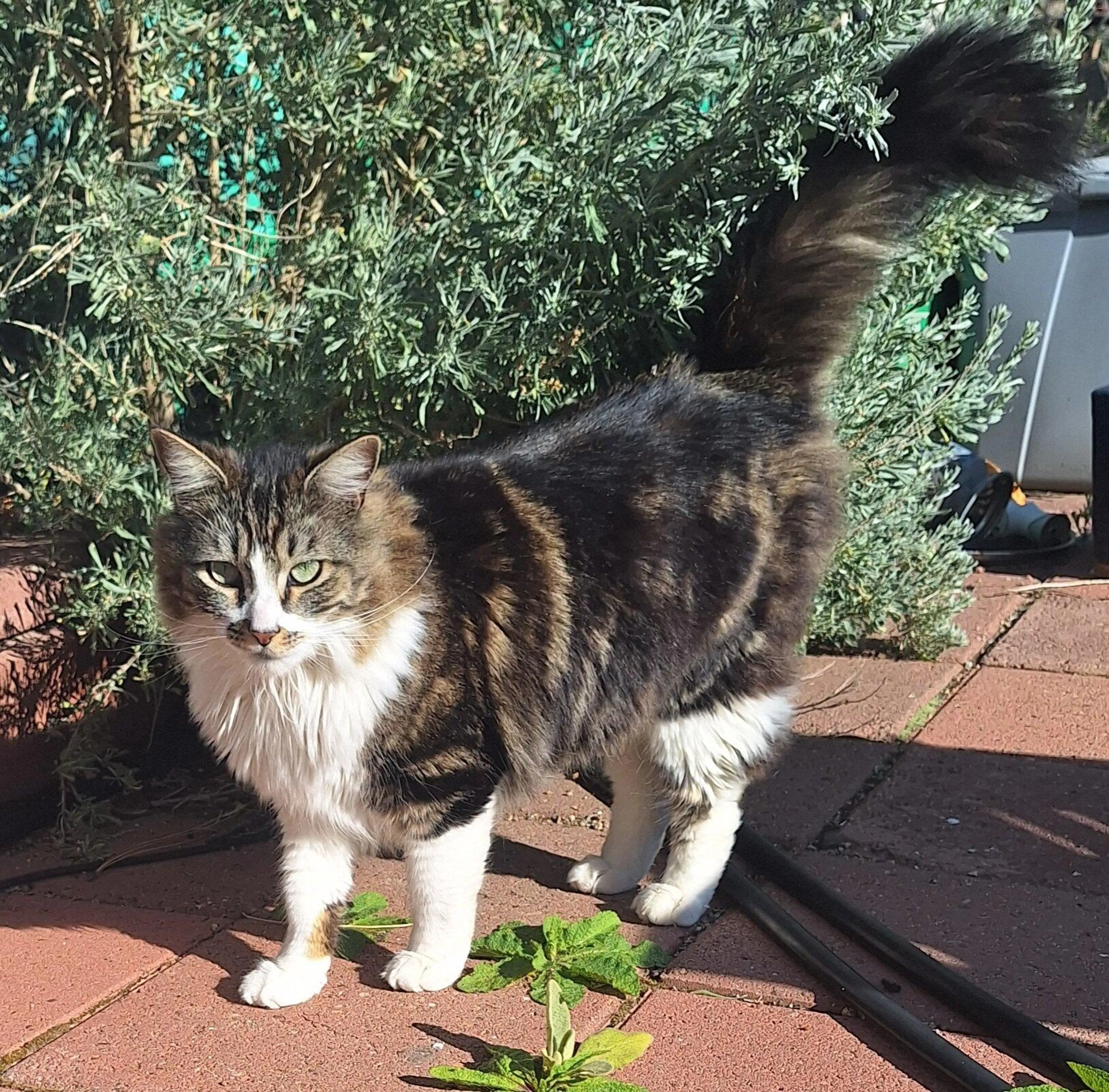 Found pet