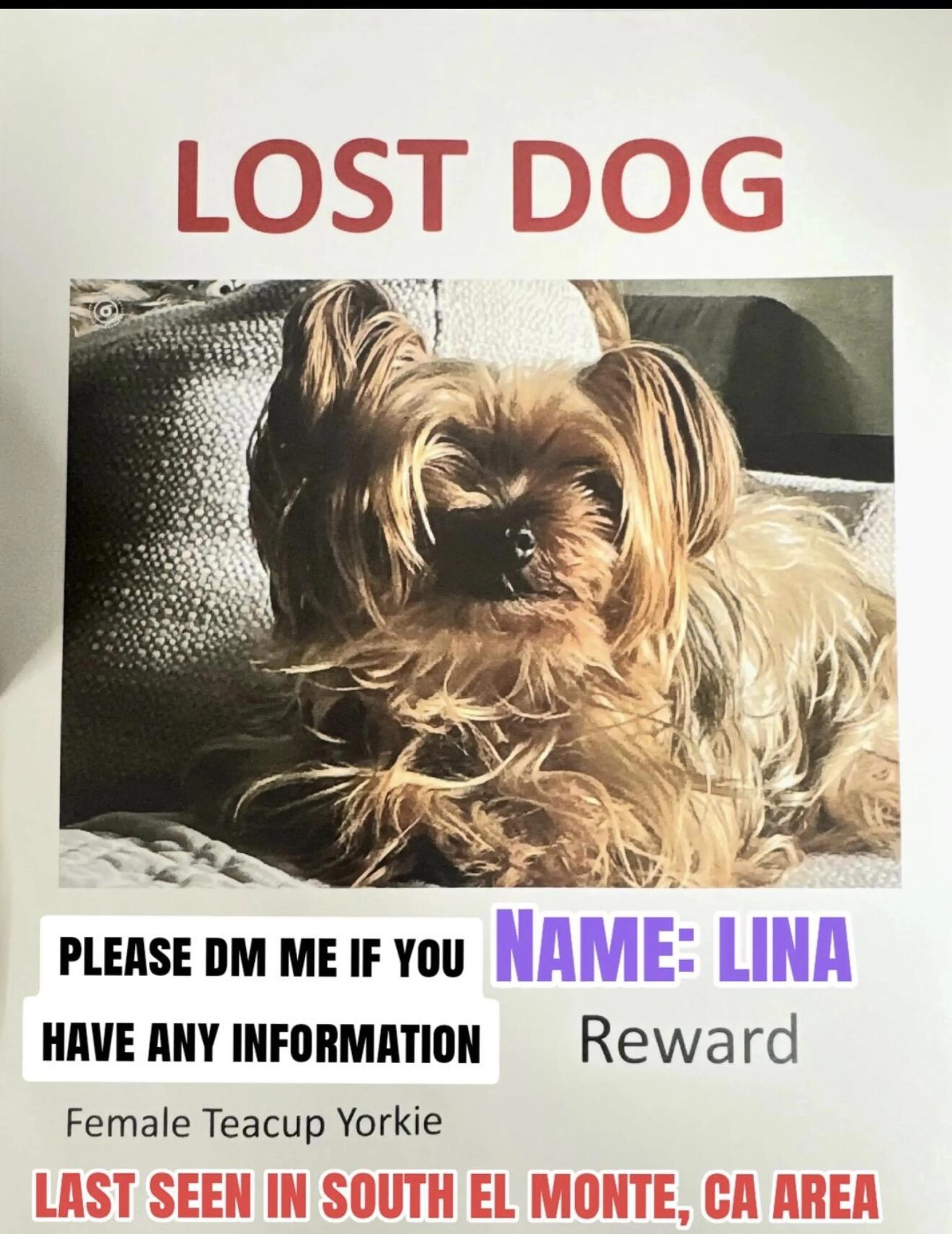 Lost pet