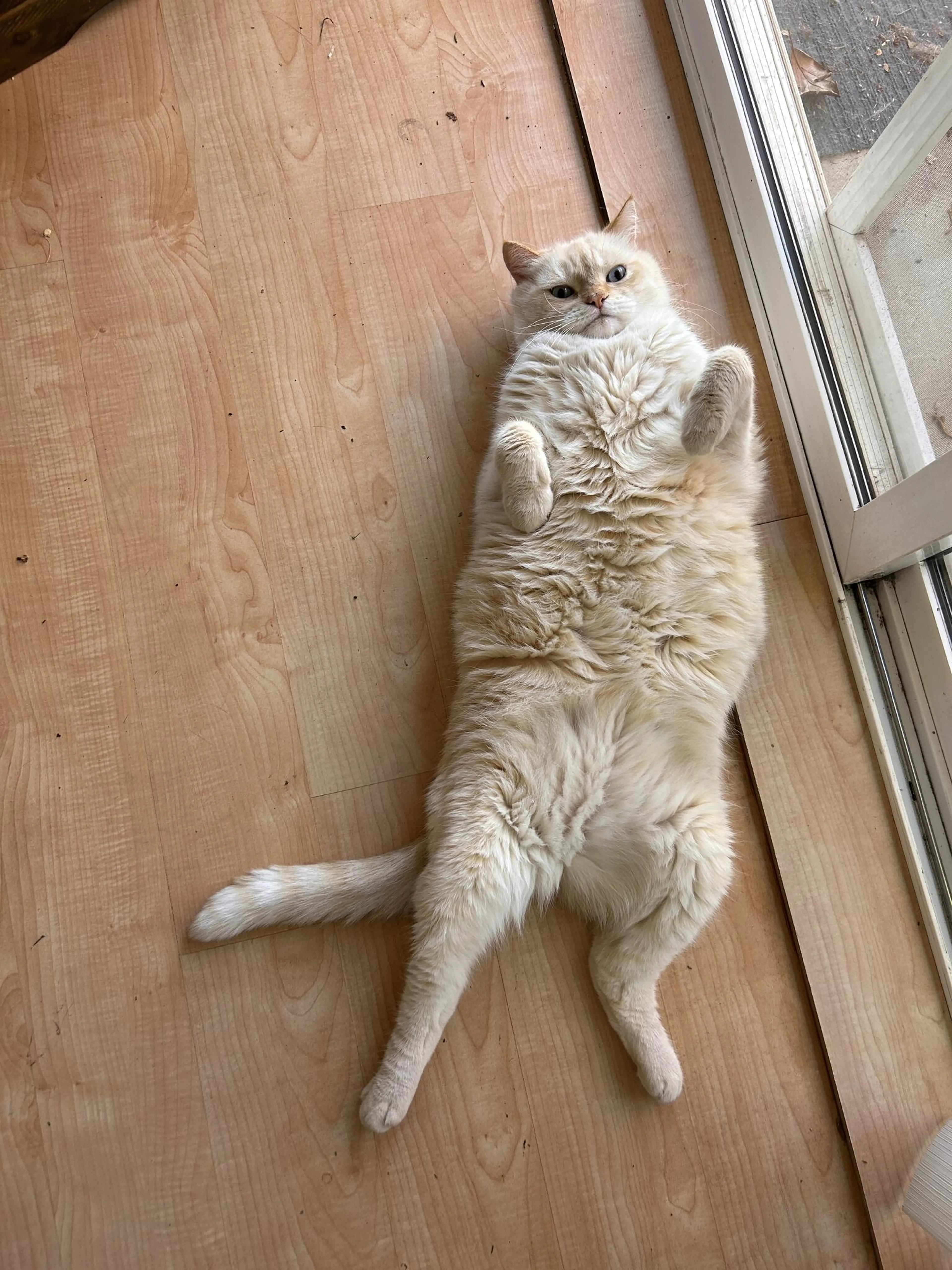 Found pet