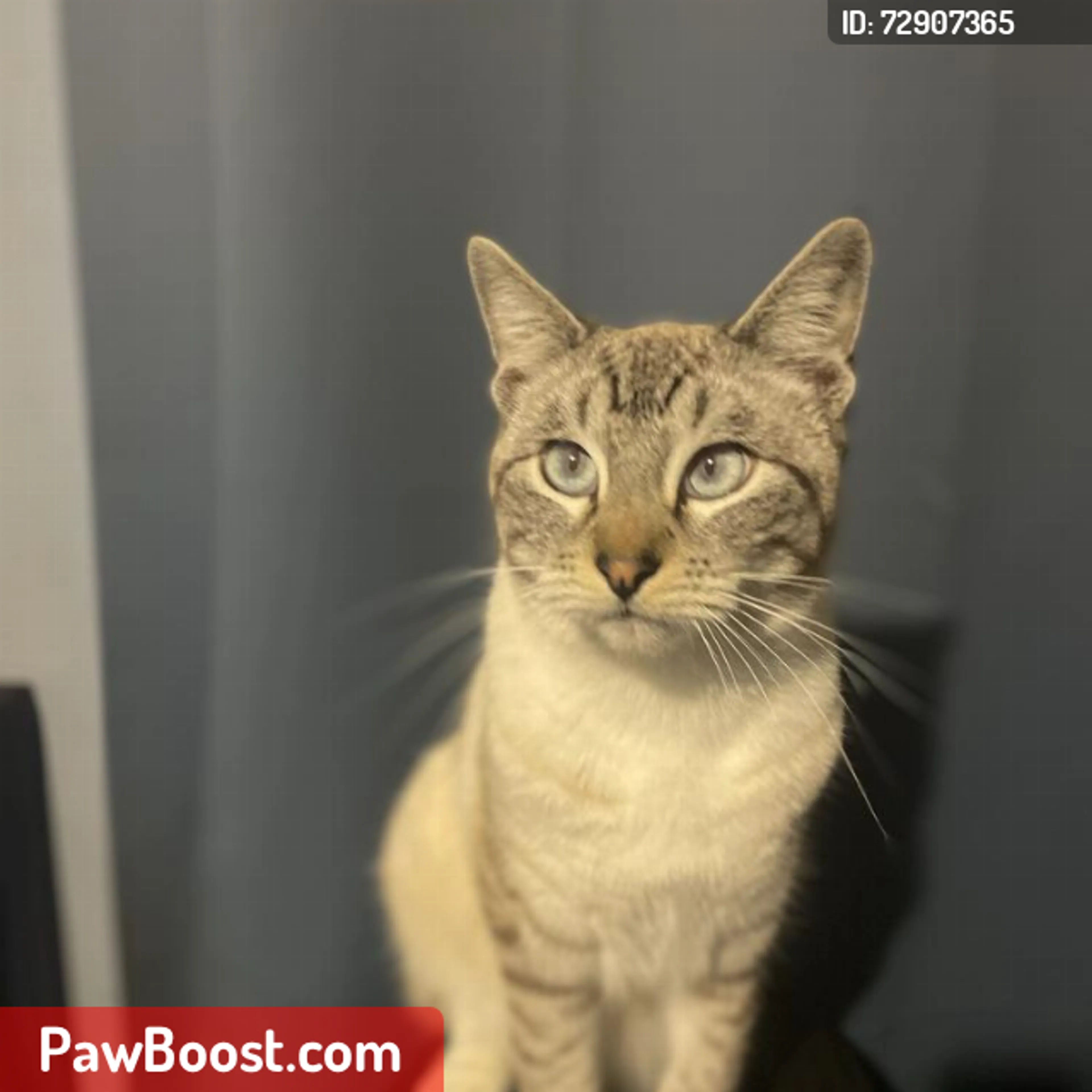 Lost pet
