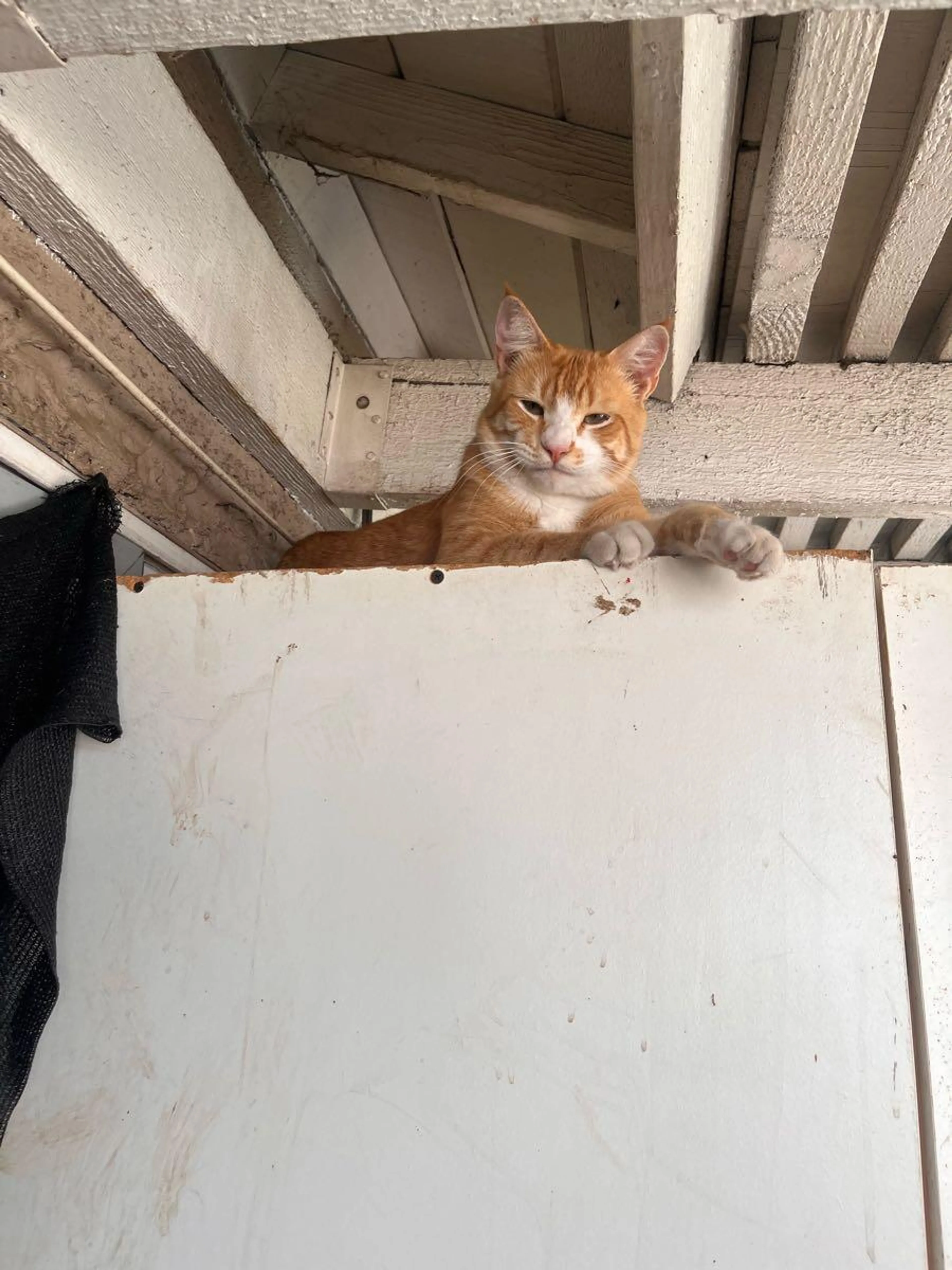 Lost pet