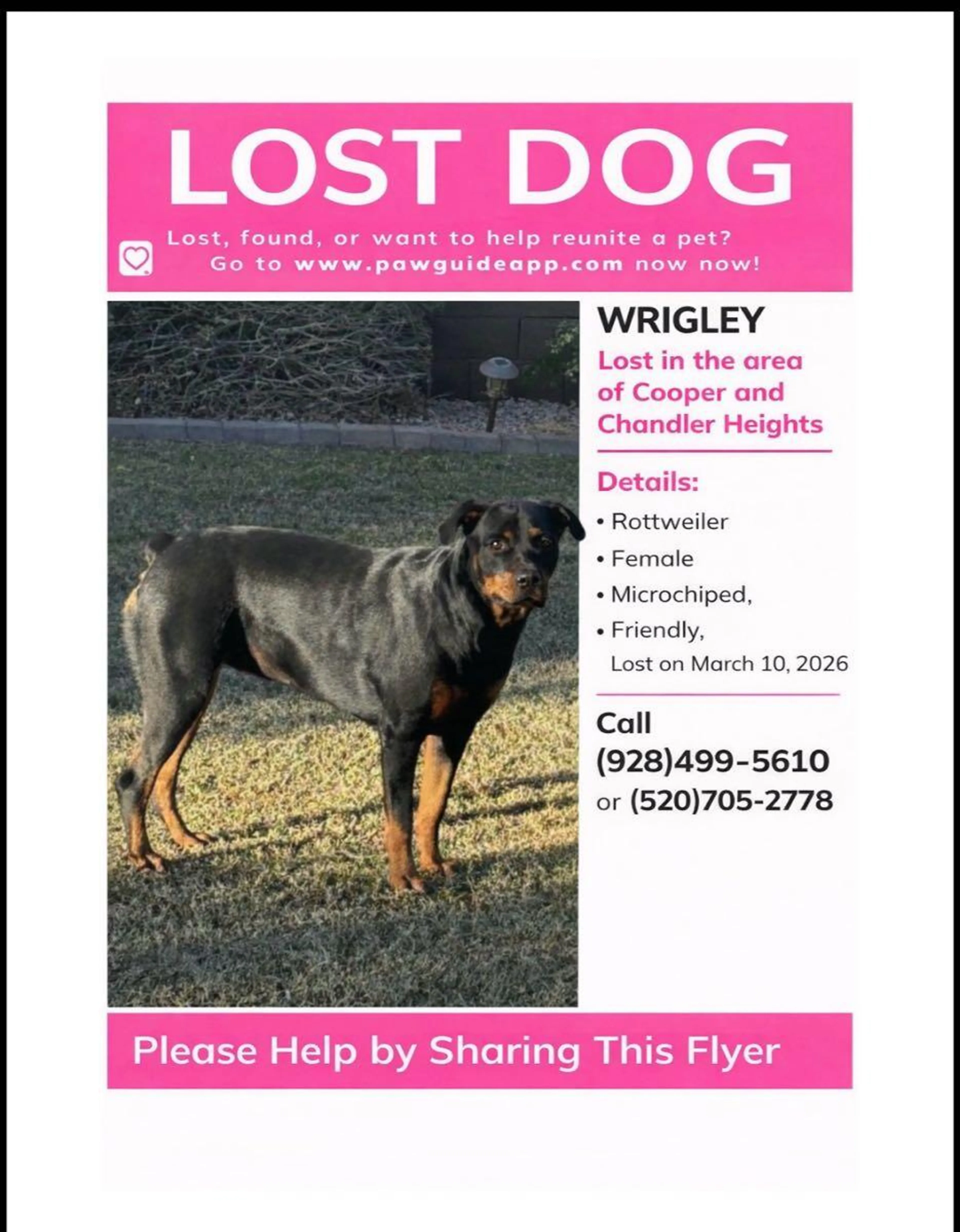 Lost pet