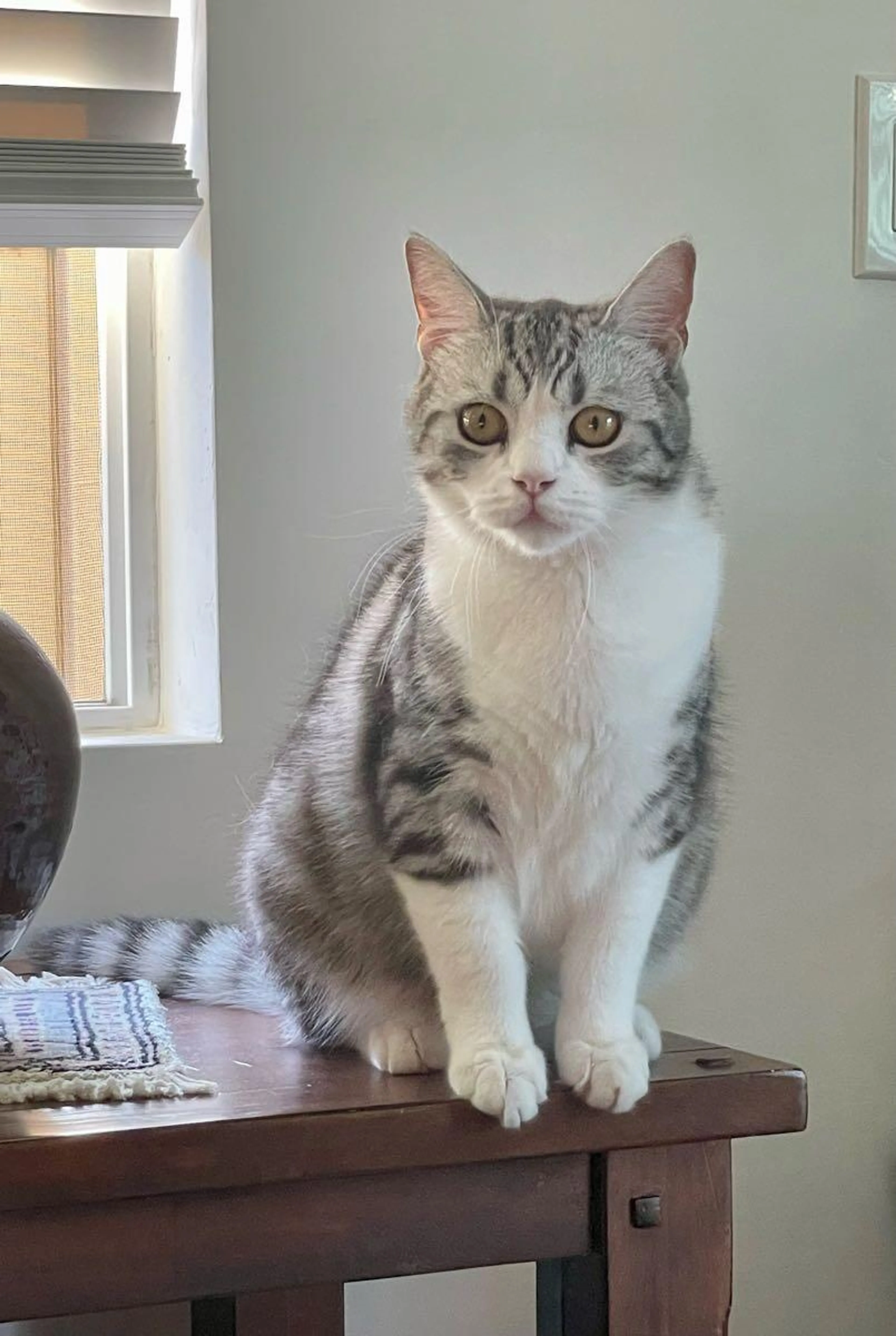 Lost pet