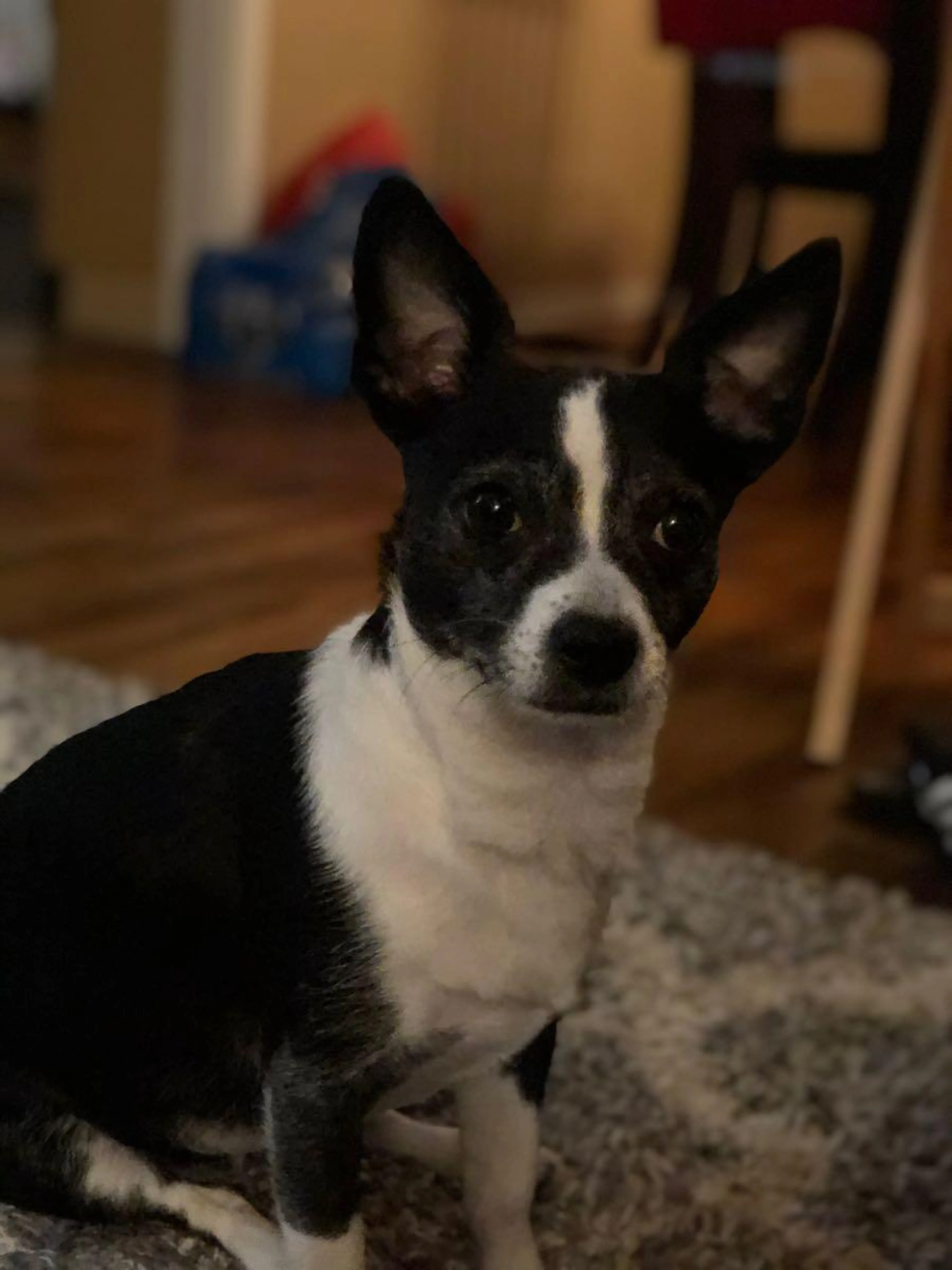 Lost pet