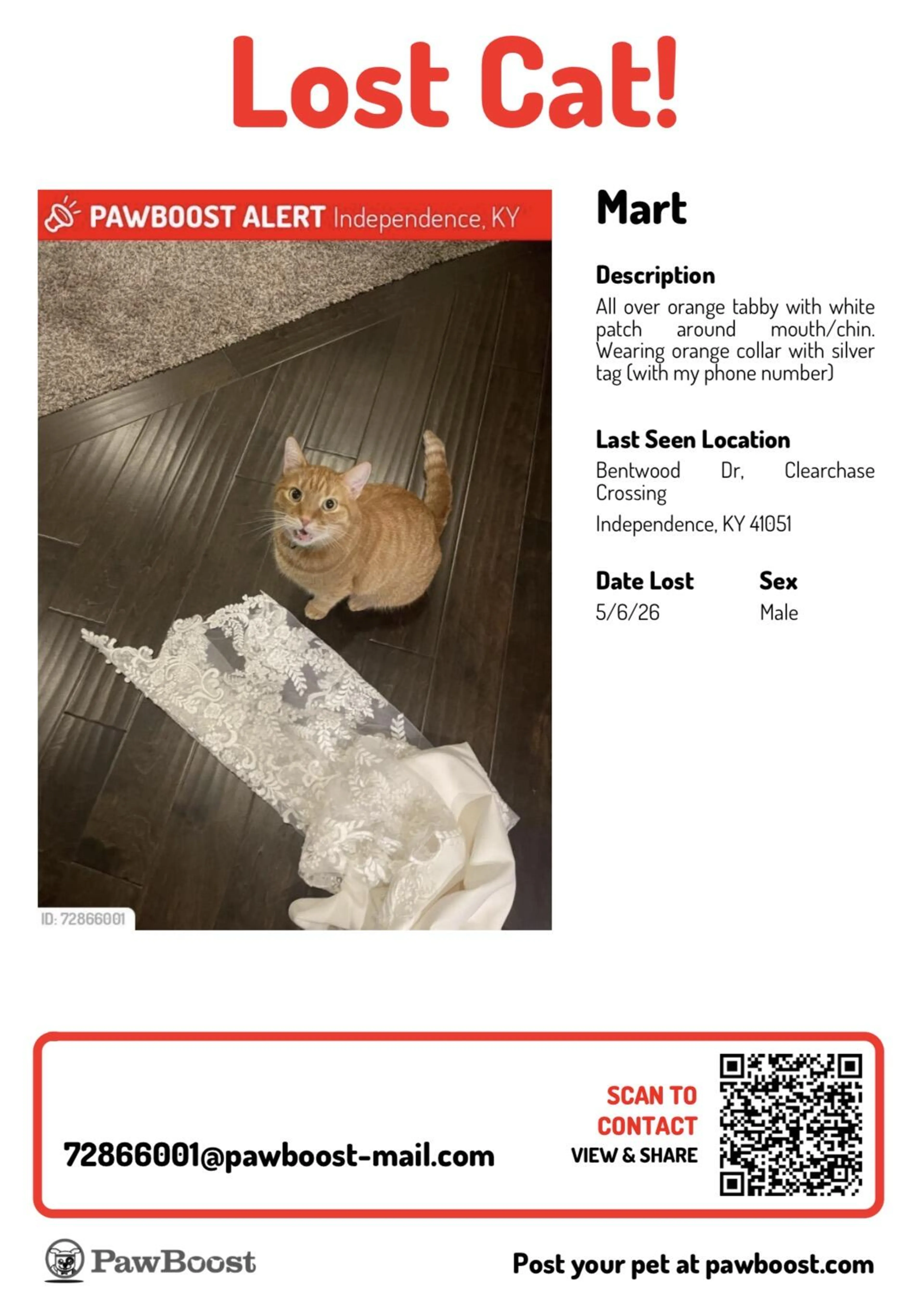 Lost pet