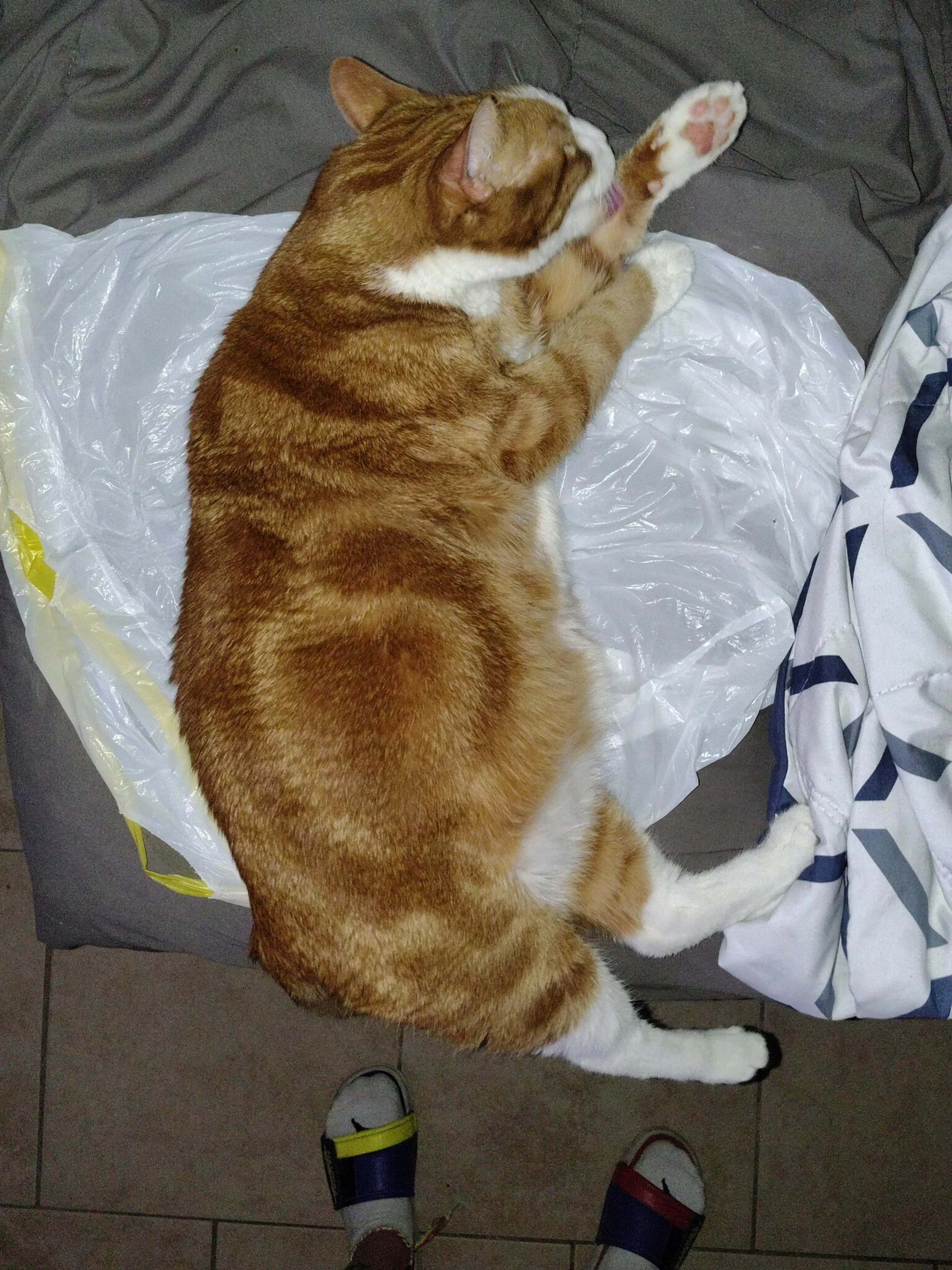 Lost pet