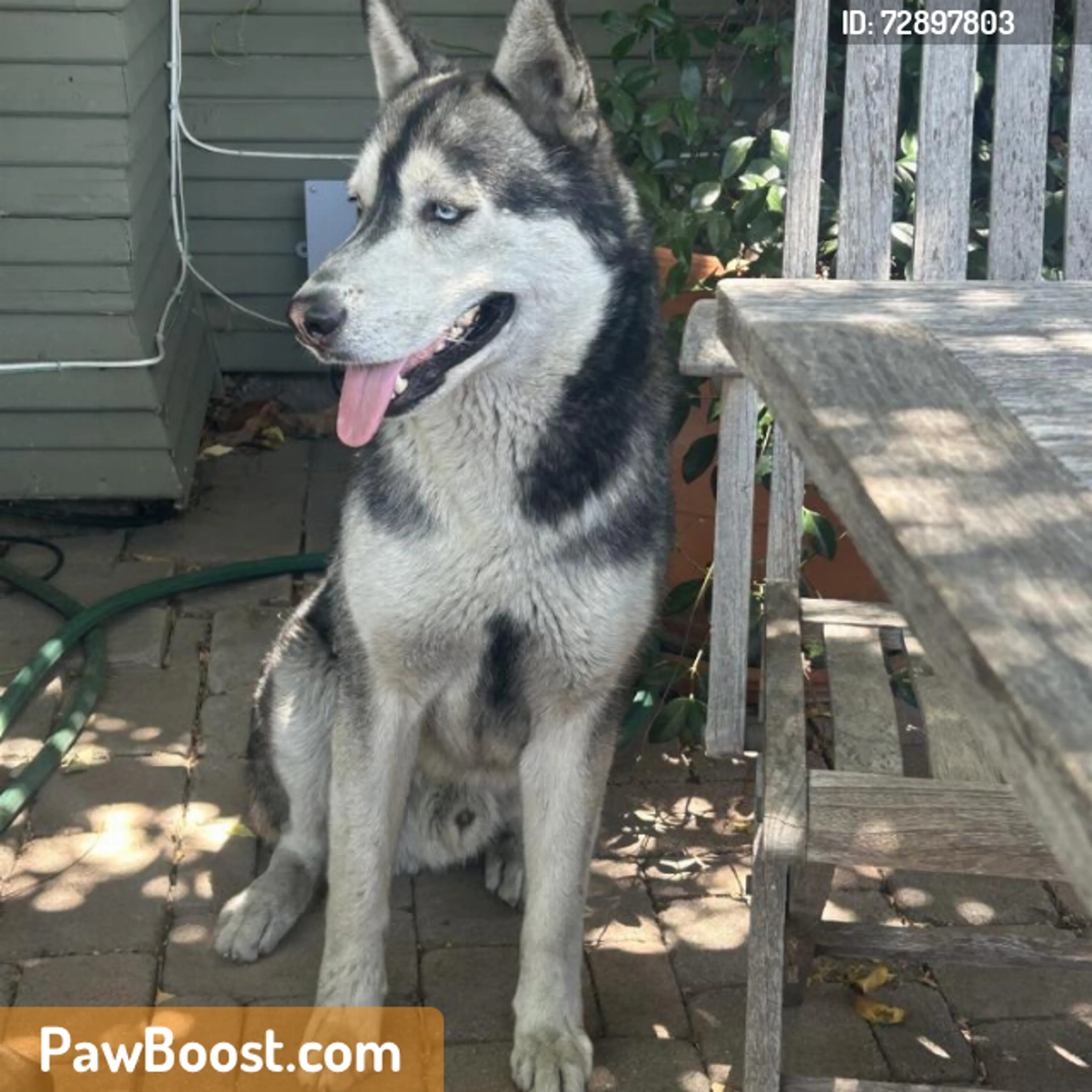 Found pet