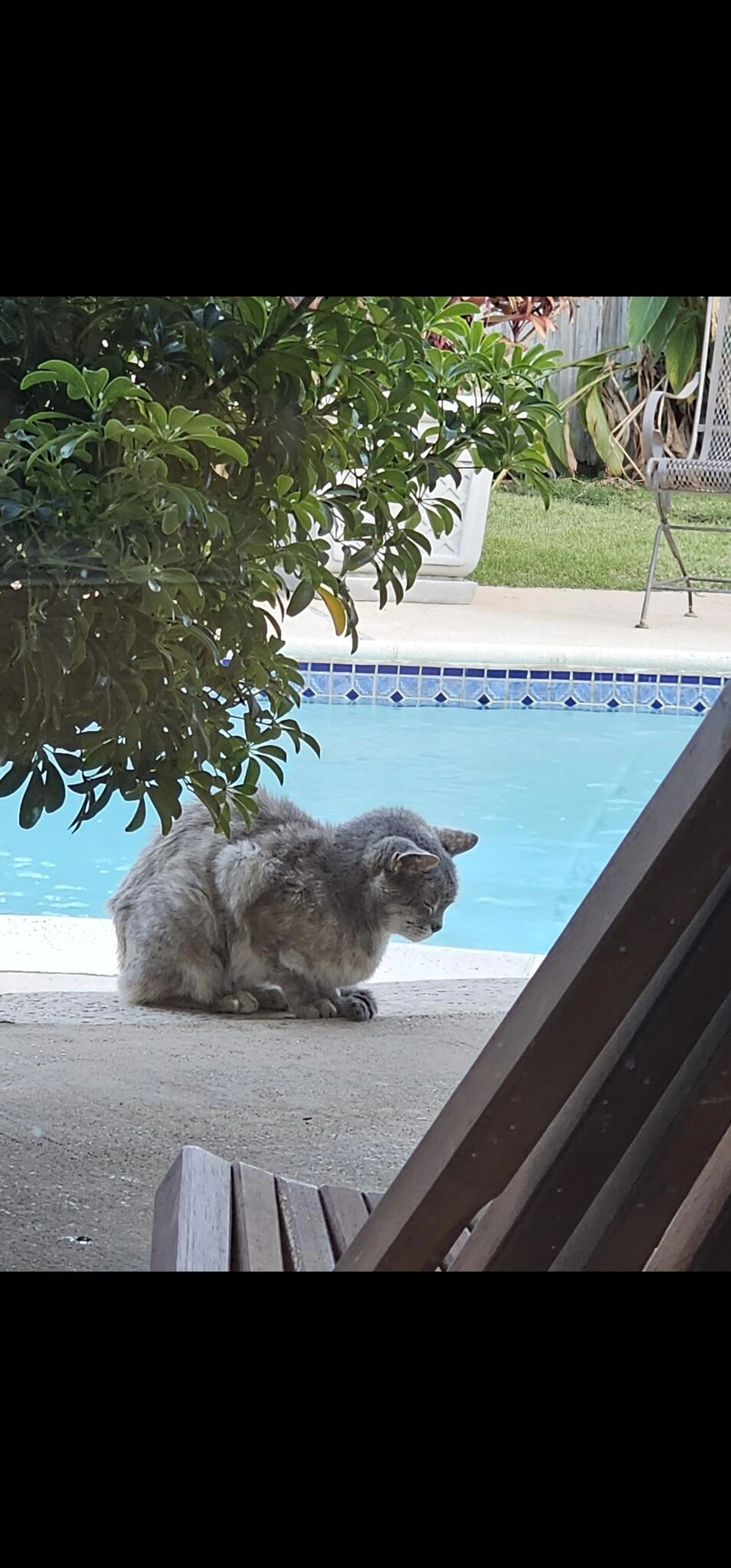 Lost pet