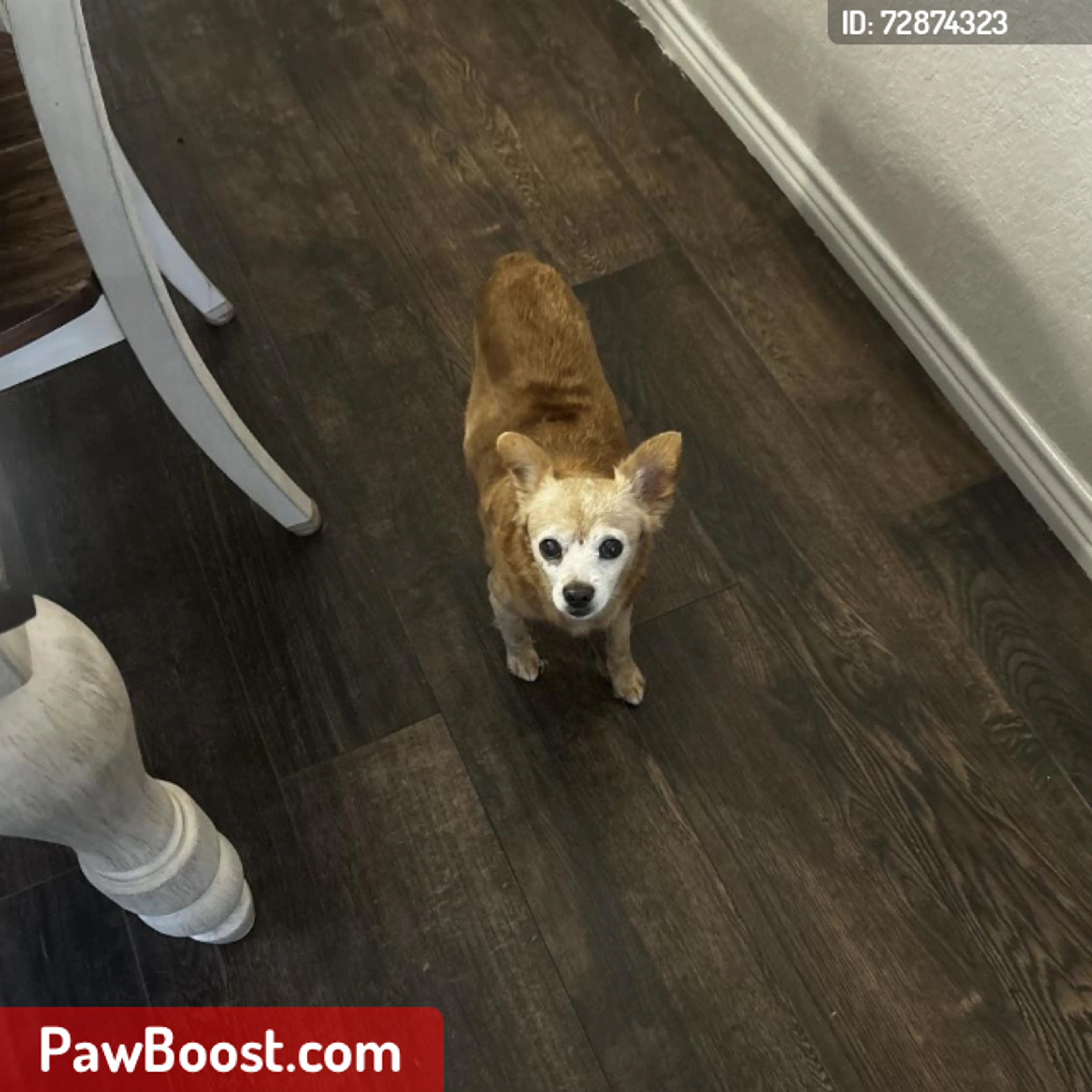Lost pet