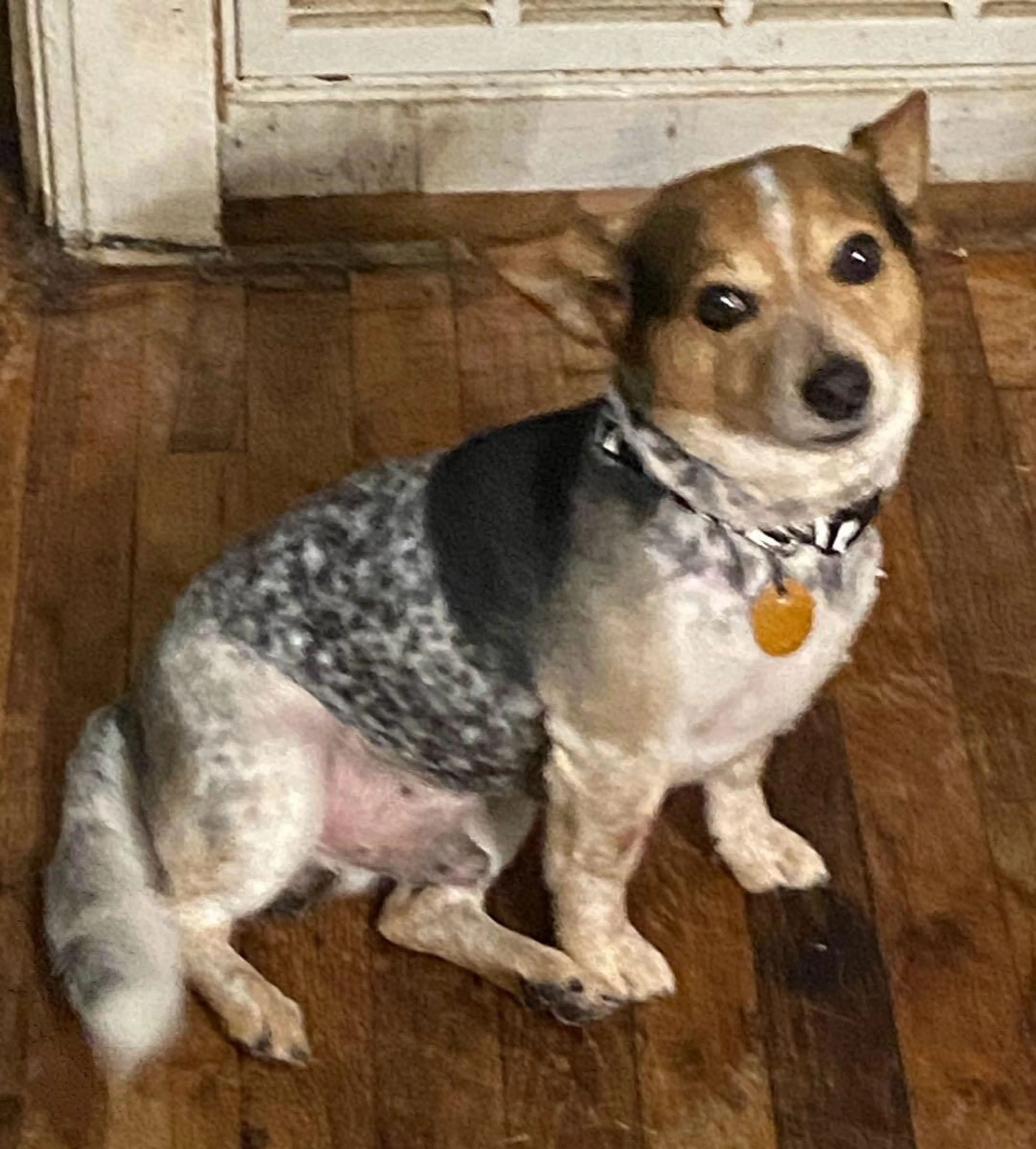 Lost pet