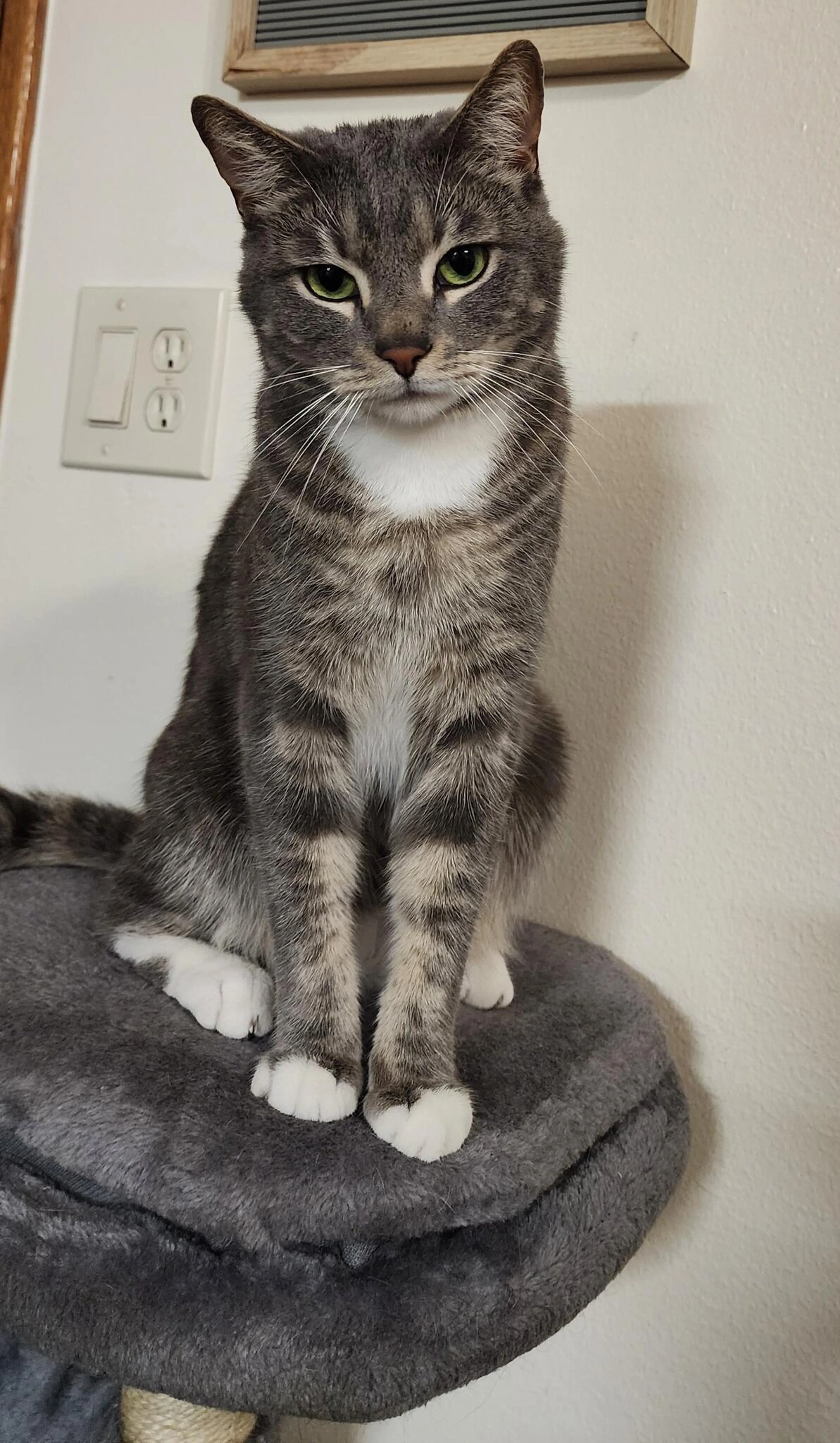 Lost pet