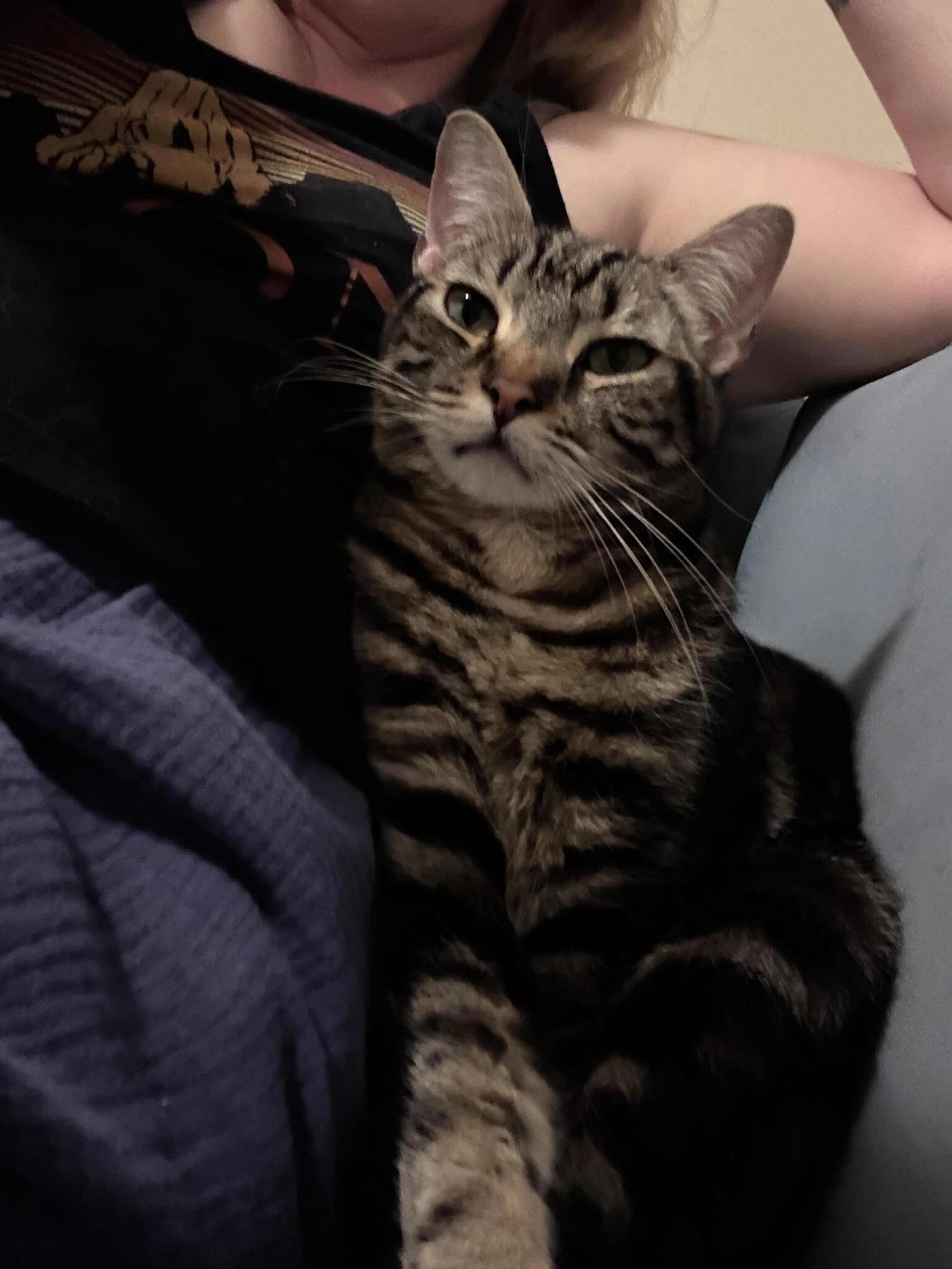 Lost pet