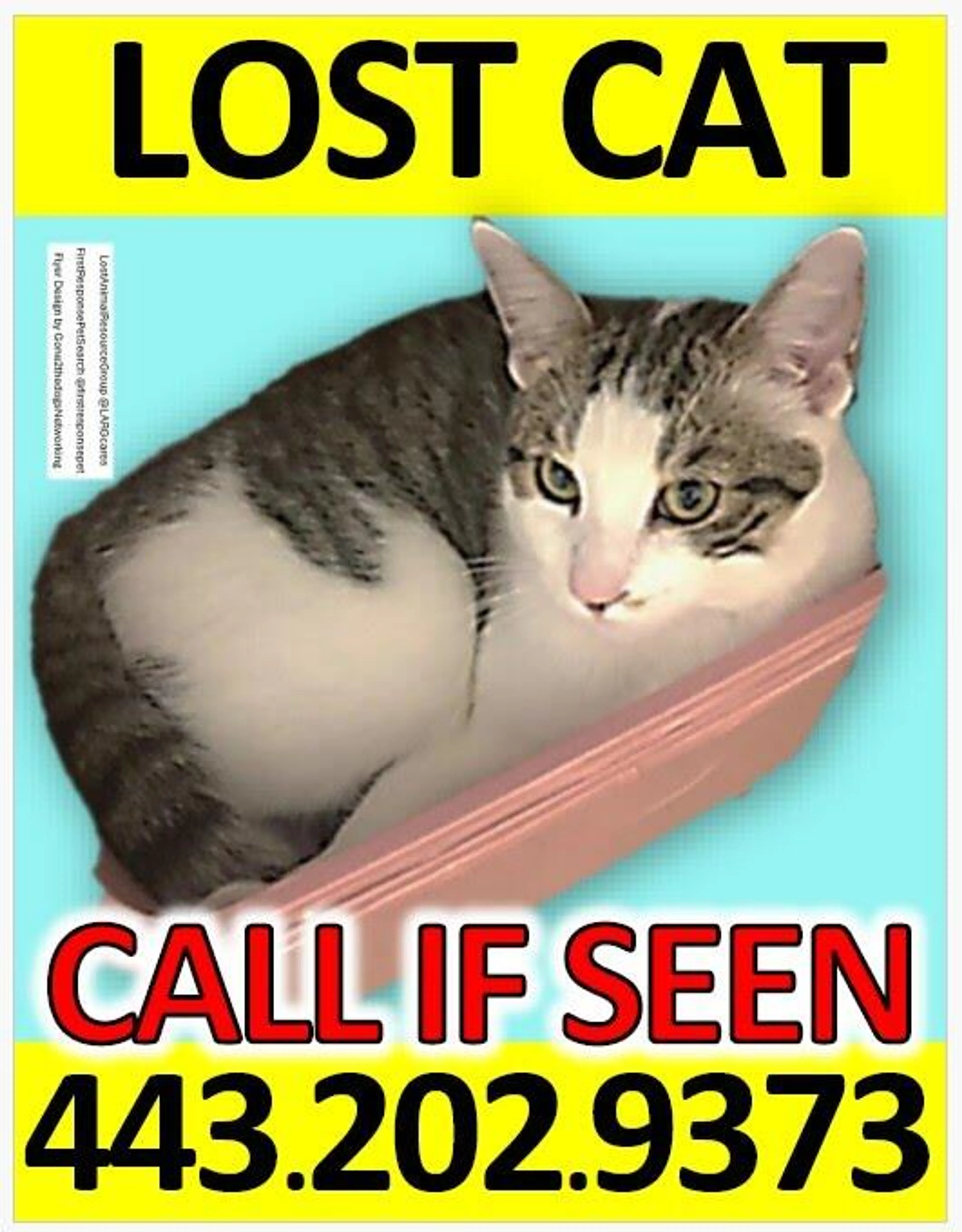 Lost pet
