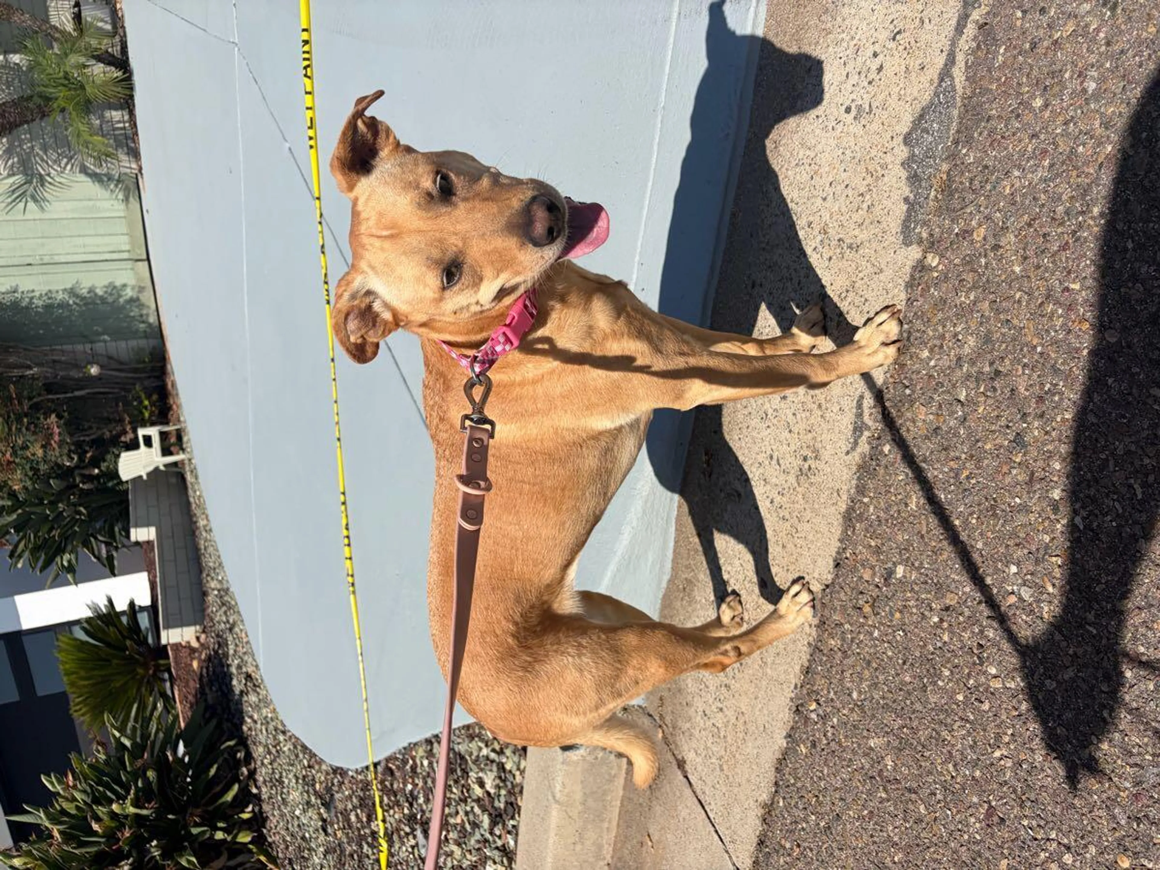 Found pet