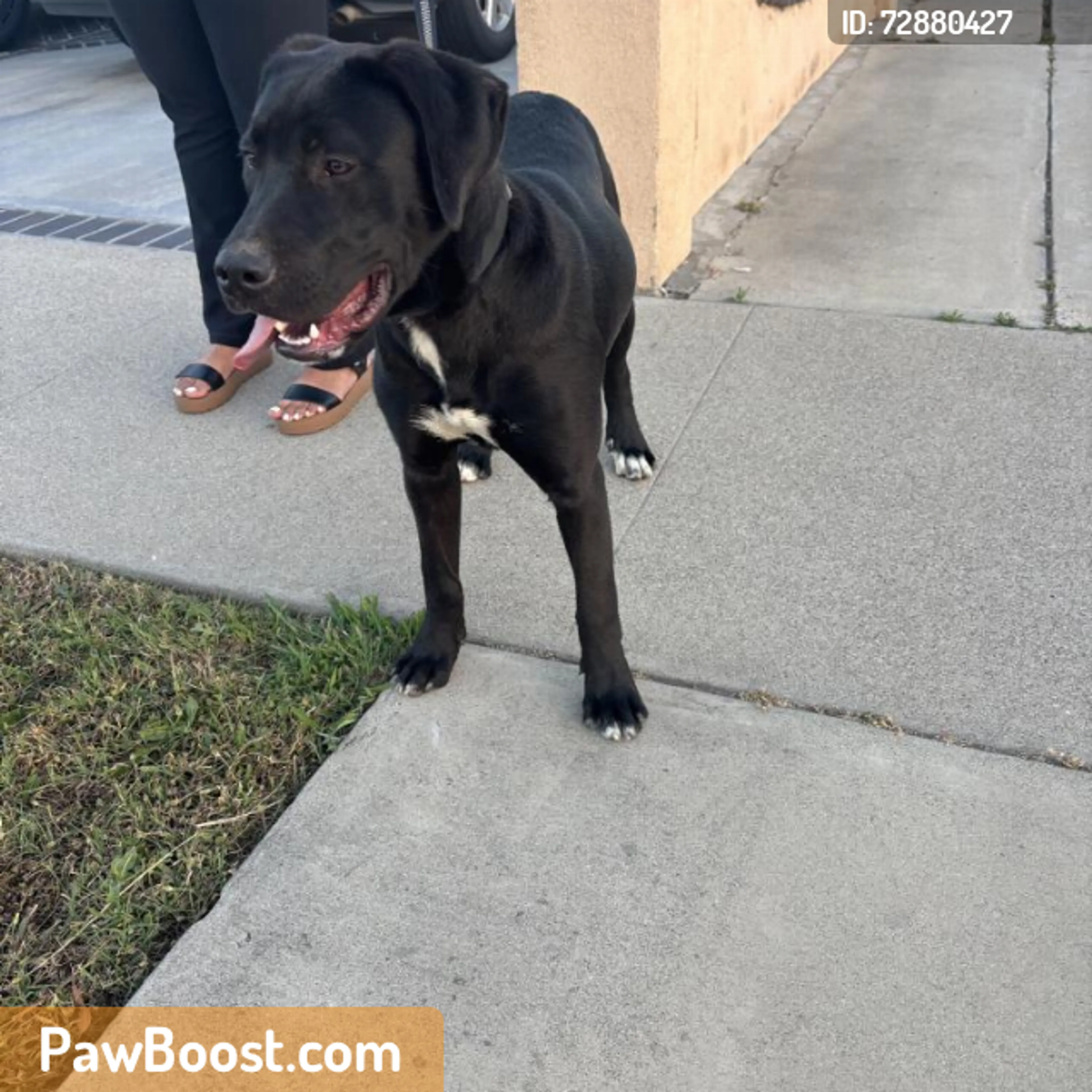 Found pet