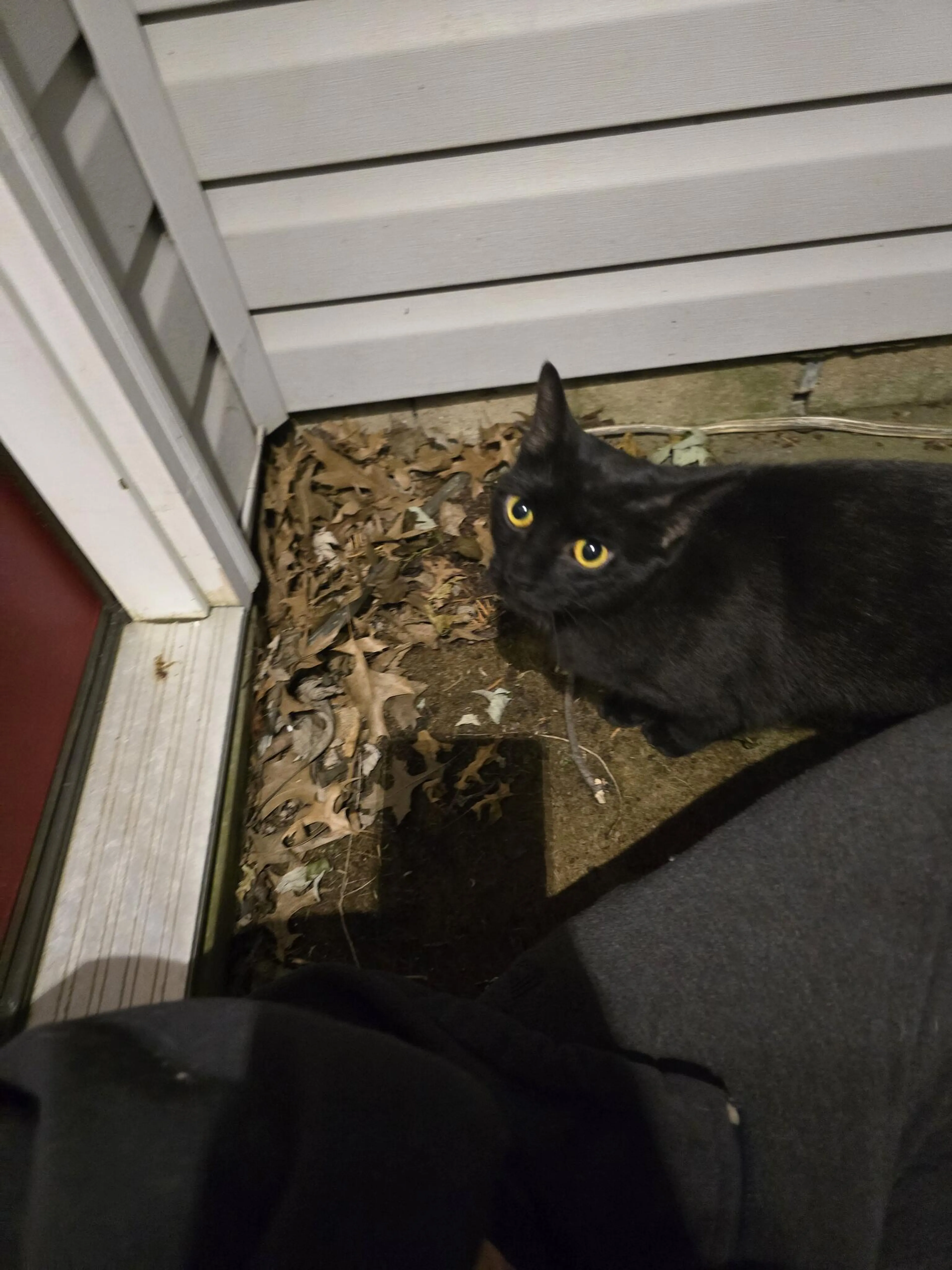 Found pet