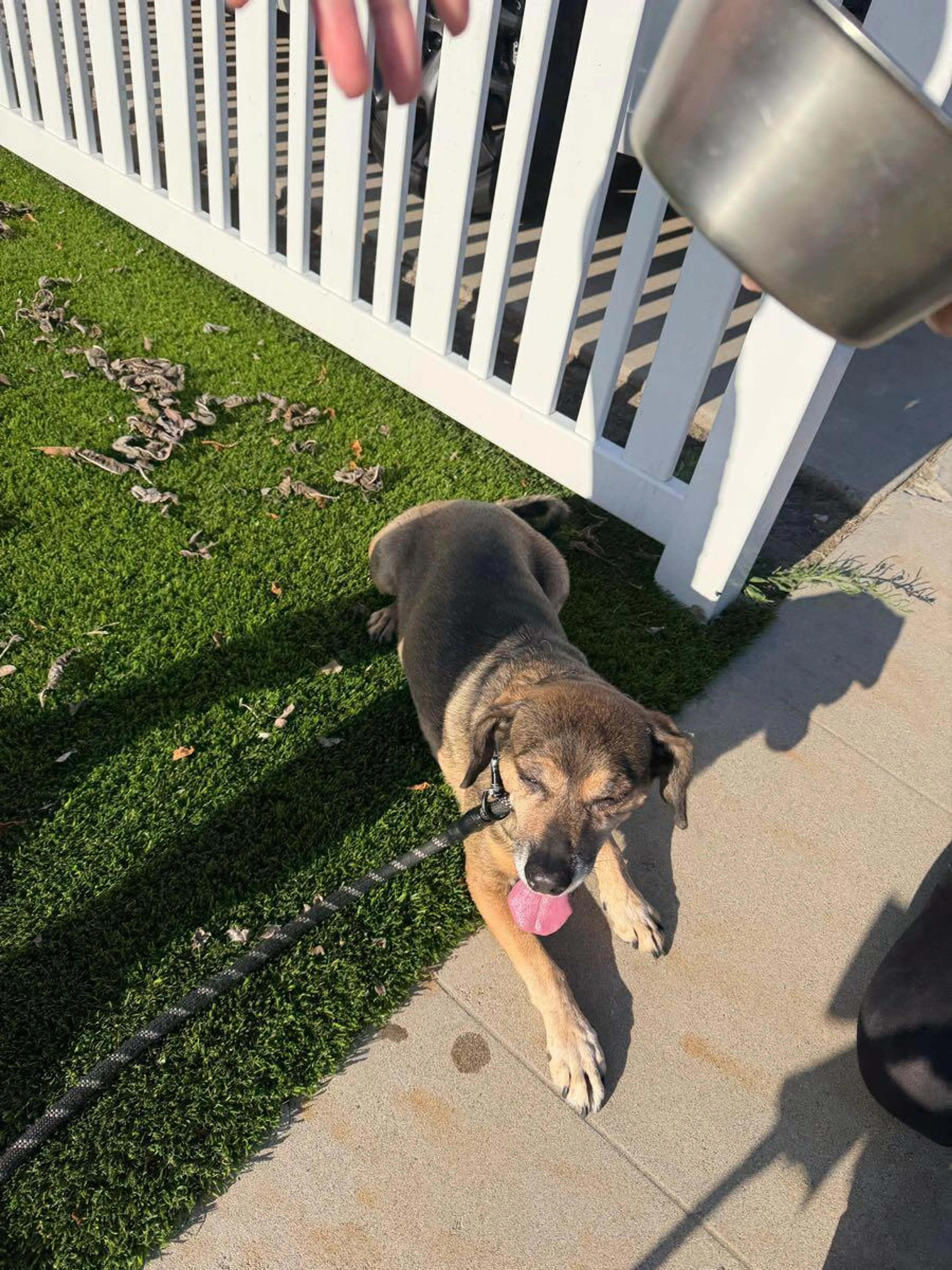 Found pet