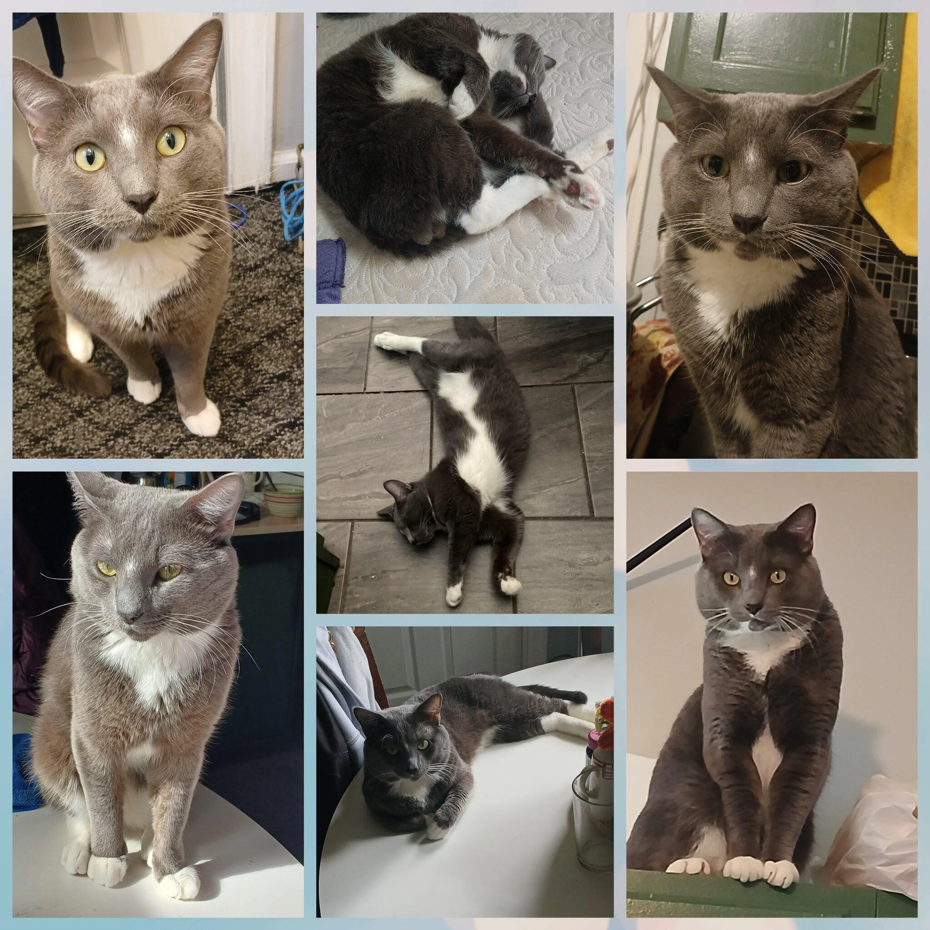 Lost pet