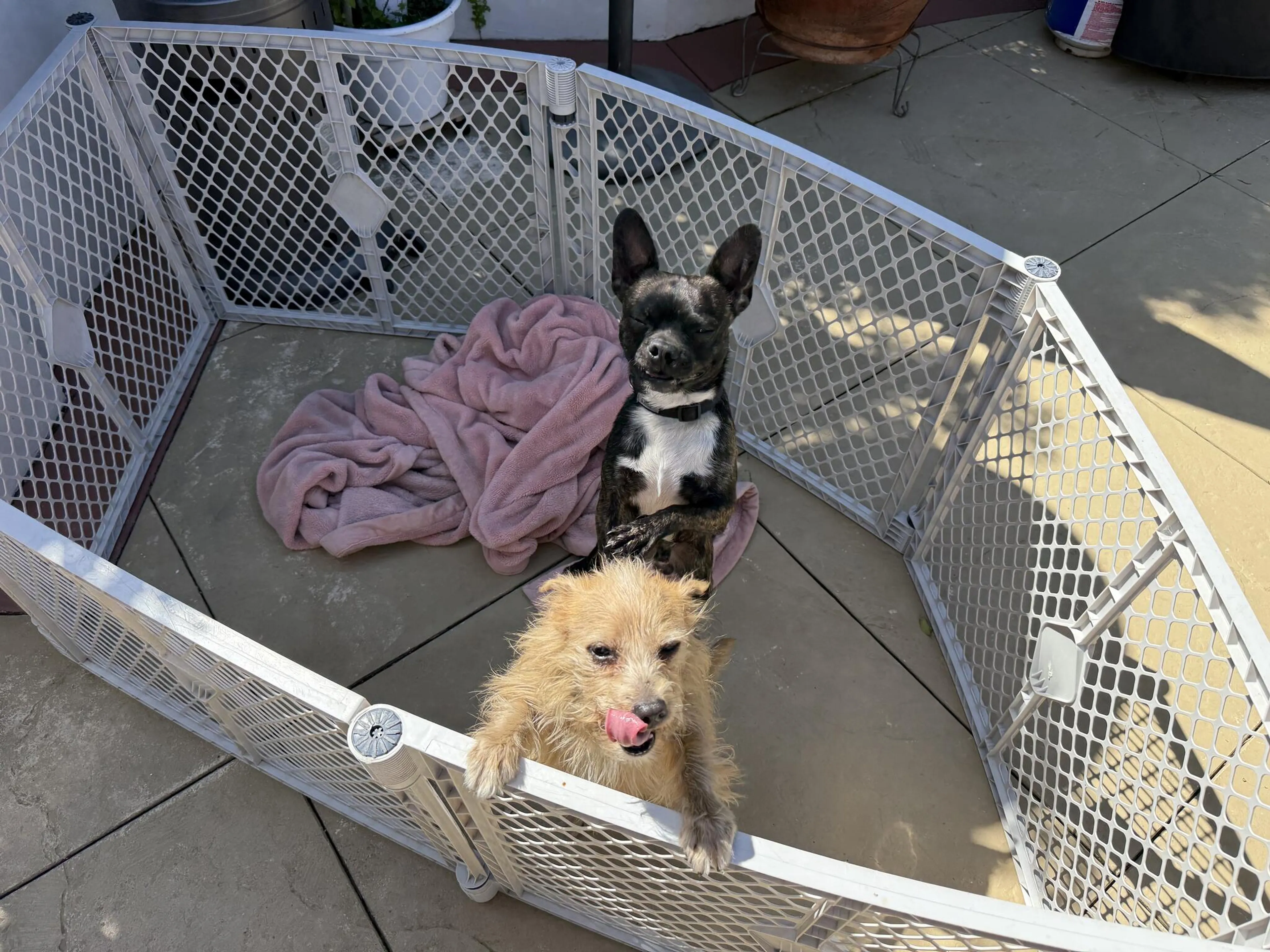 Found pet