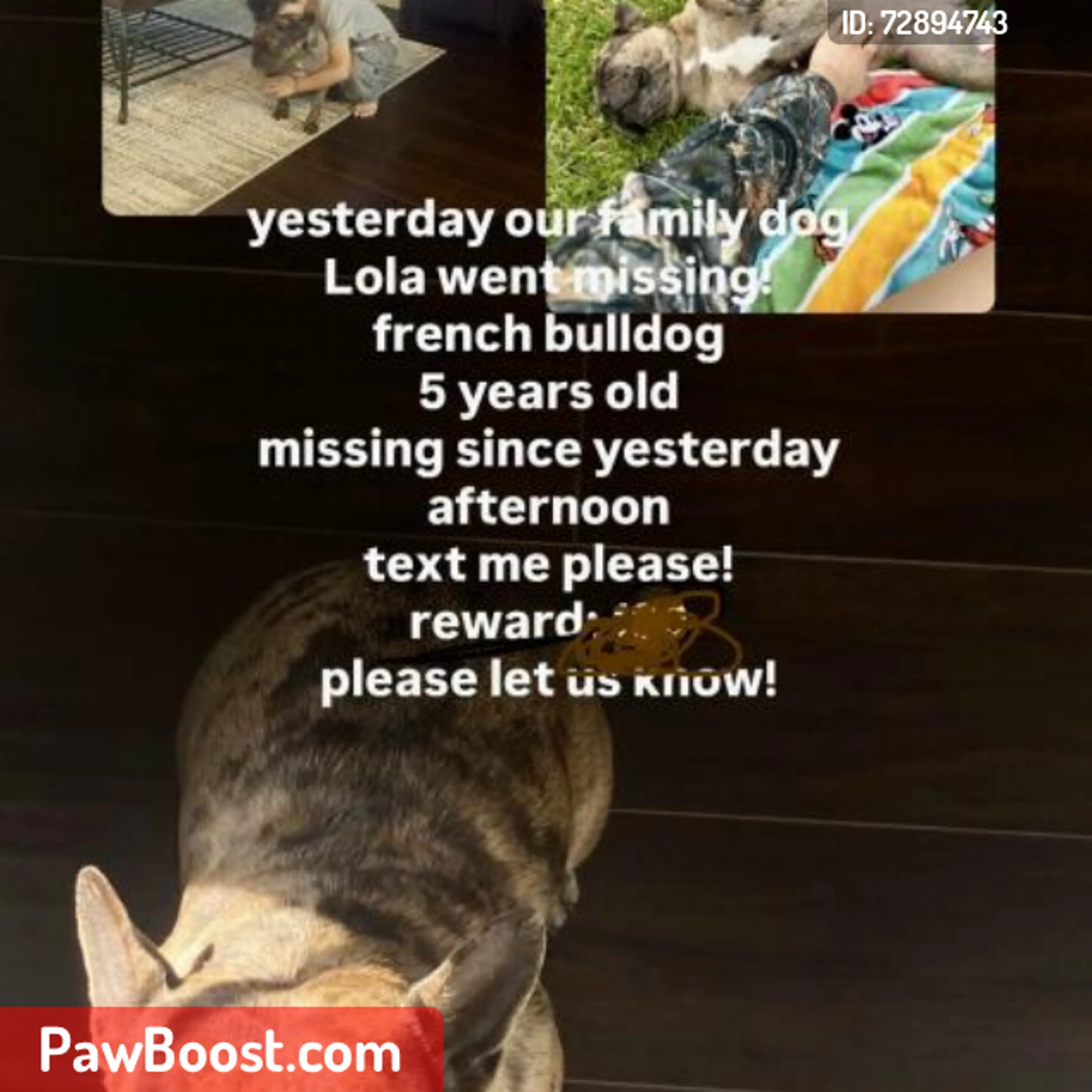 Lost pet